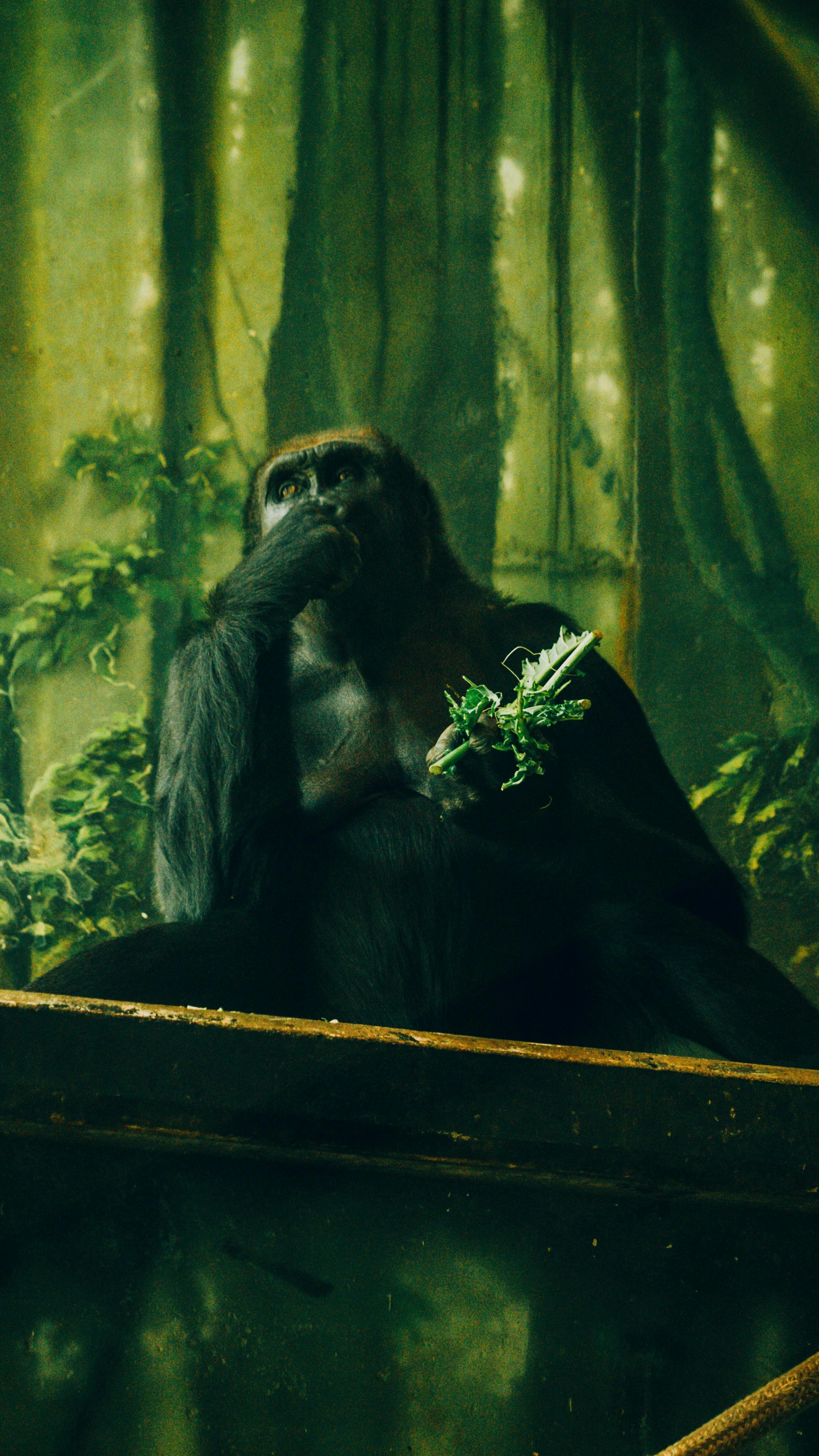 Pattycake (Gorilla) Photos, Download The BEST Free Pattycake (Gorilla