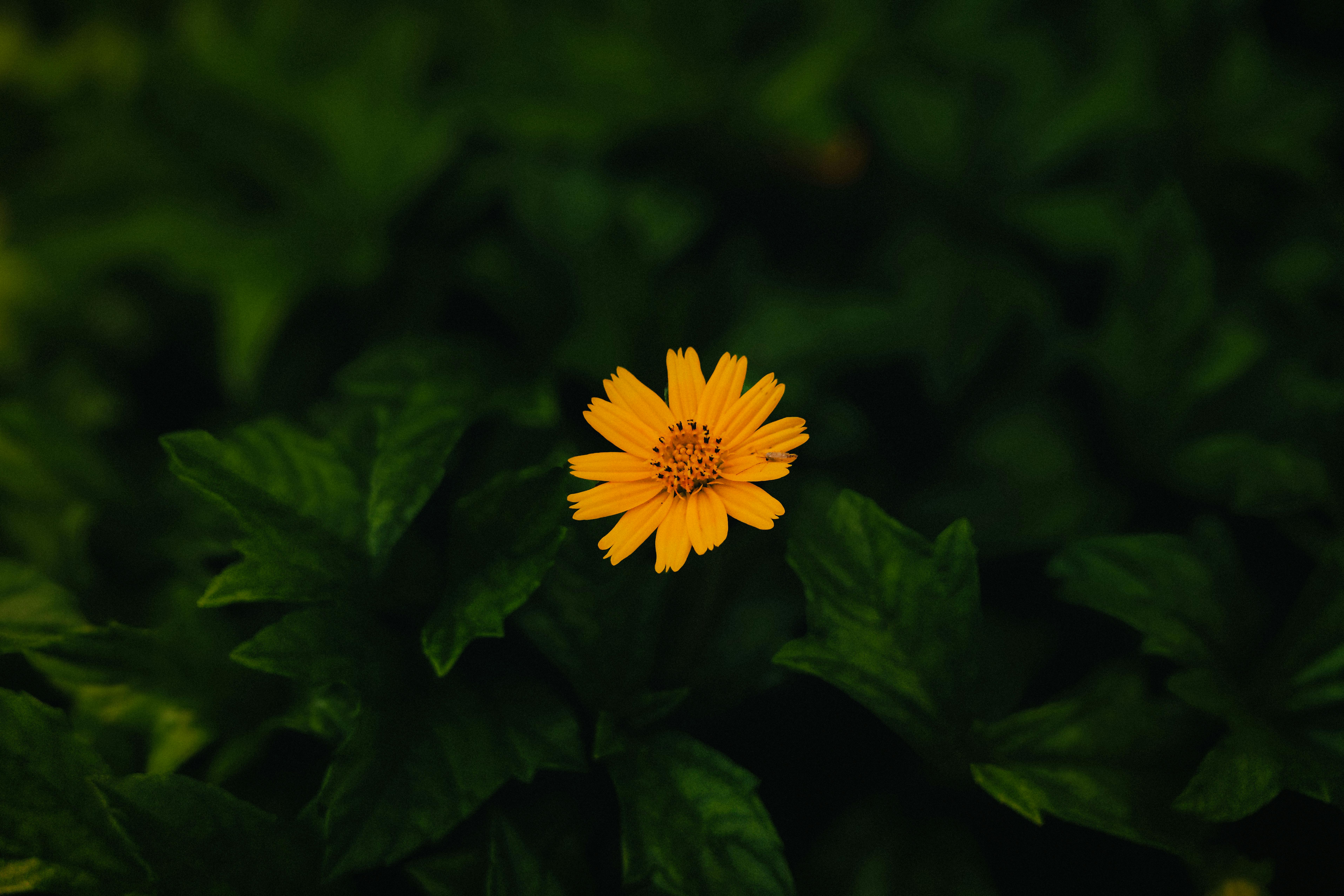 Δωρεάν στοκ φωτογραφιών με bidens alba, floral κομψότητα, usara Φωτογραφία από στοκ φωτογραφιών