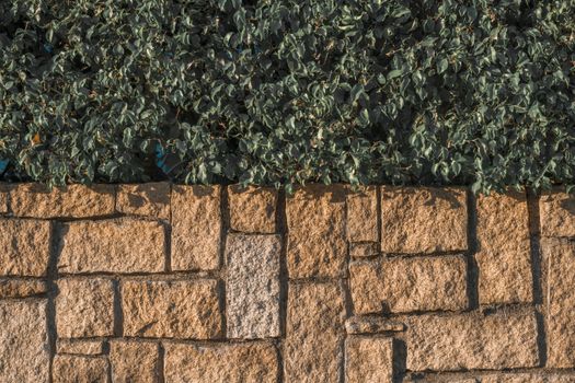 Close-up of a textured stone wall with lush greenery, displaying urban eco-design.