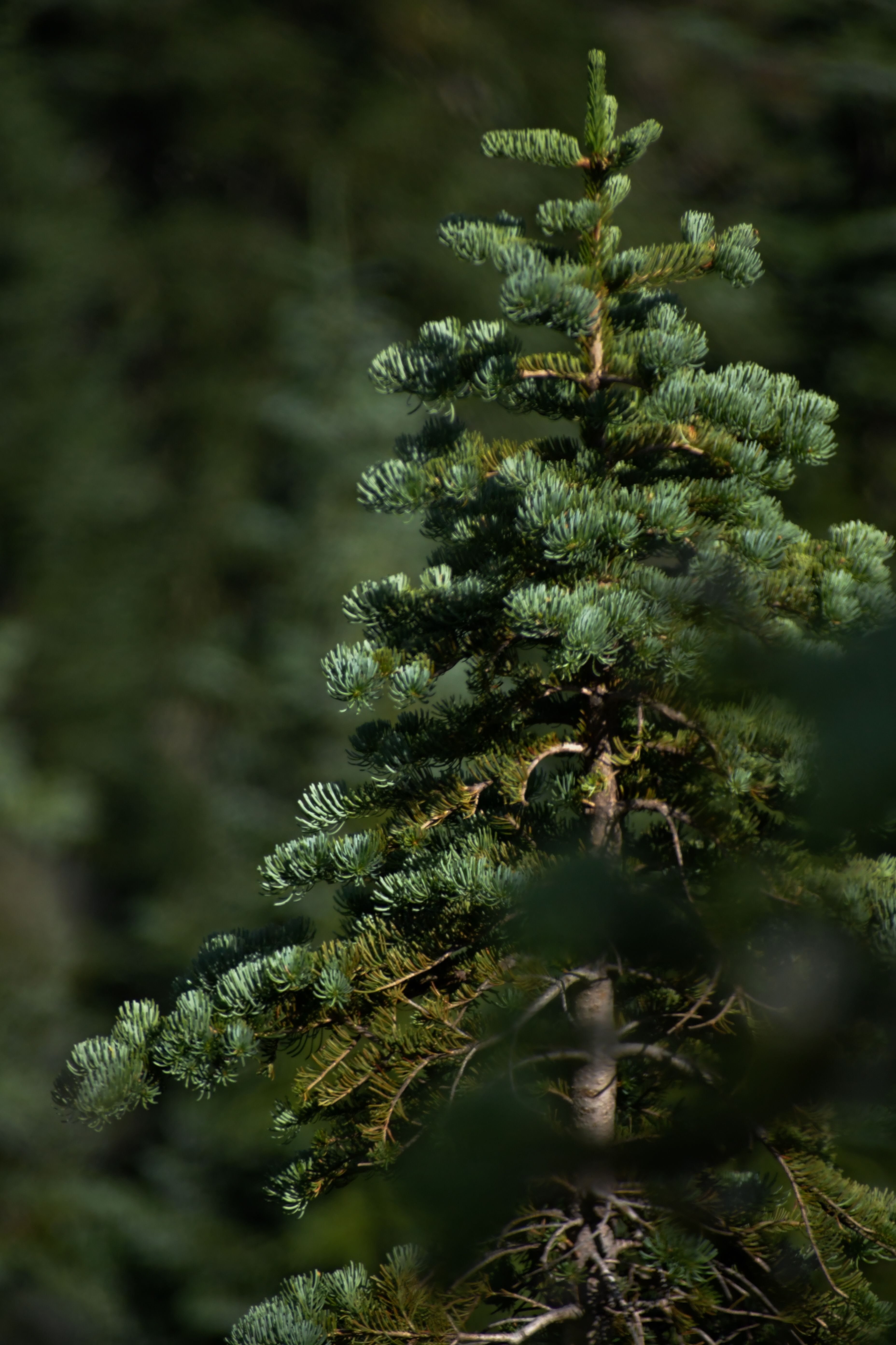 A pine tree is shown in this photo · Free Stock Photo