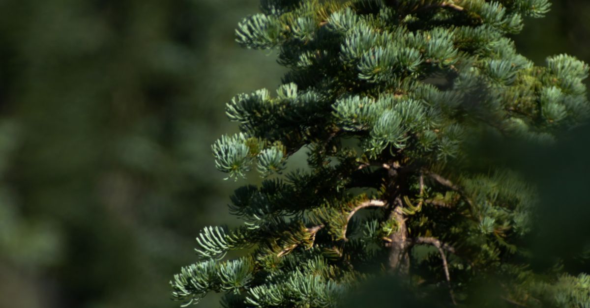 Known Pic. Tree A pine tree is shown in this photo · Free Stock Photo