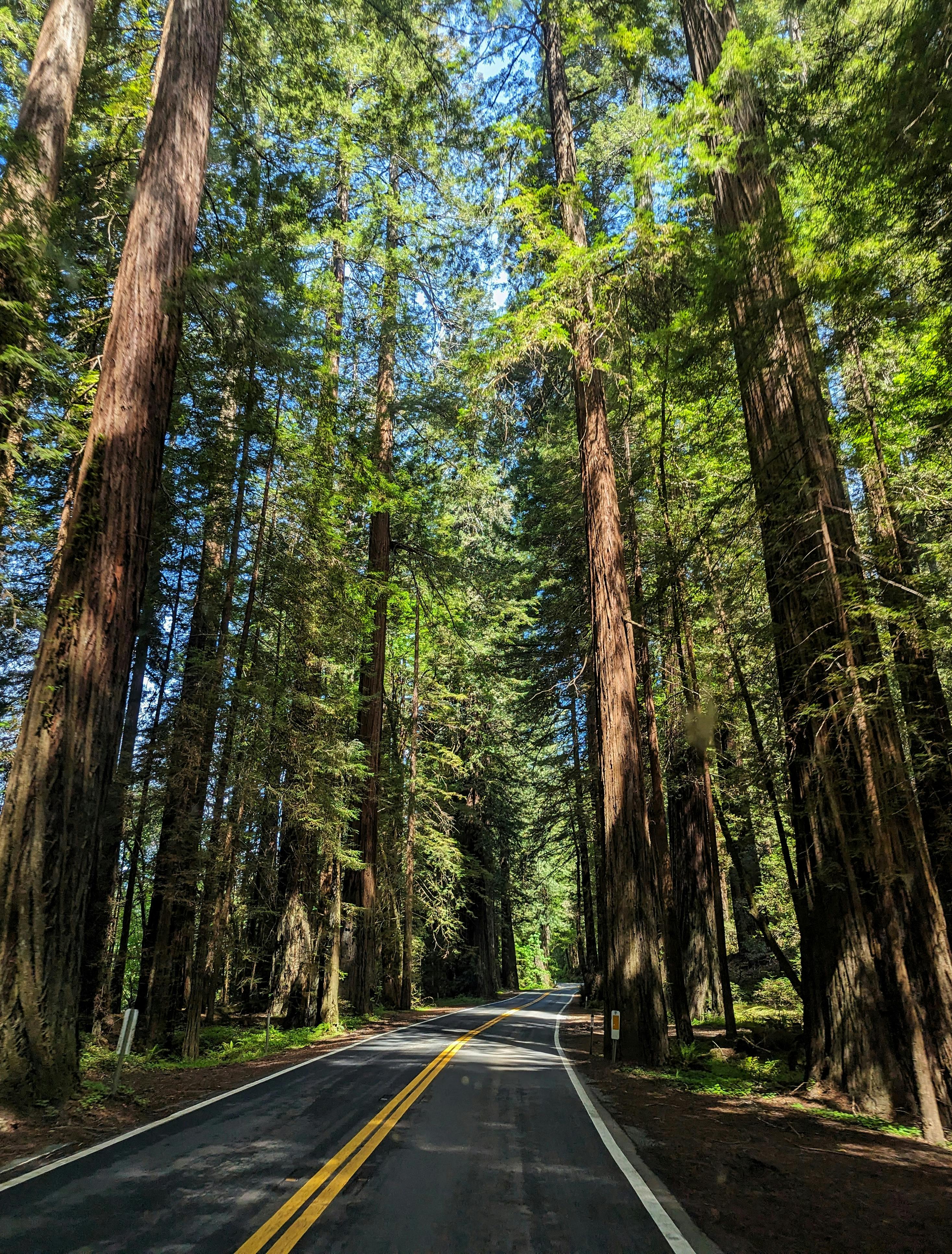 A picturesque road winding through towering redwood trees in a serene forest setting.