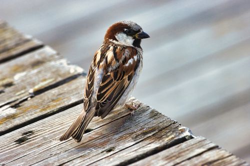Free Close-up of a sparrow perched on a rustic wooden surface in winter, Tønsberg, Norway. Stock Photo