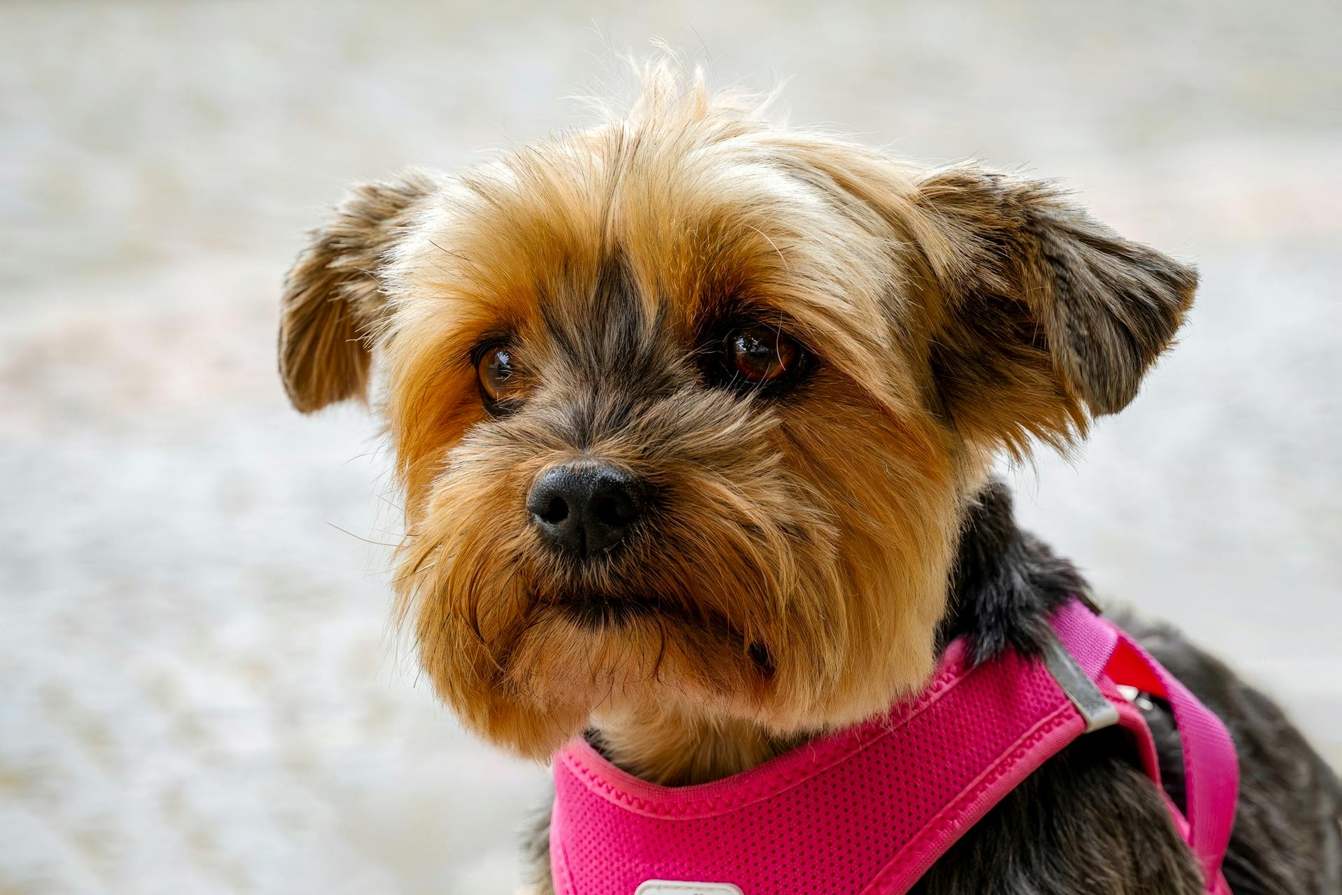 Yorkshire terrier