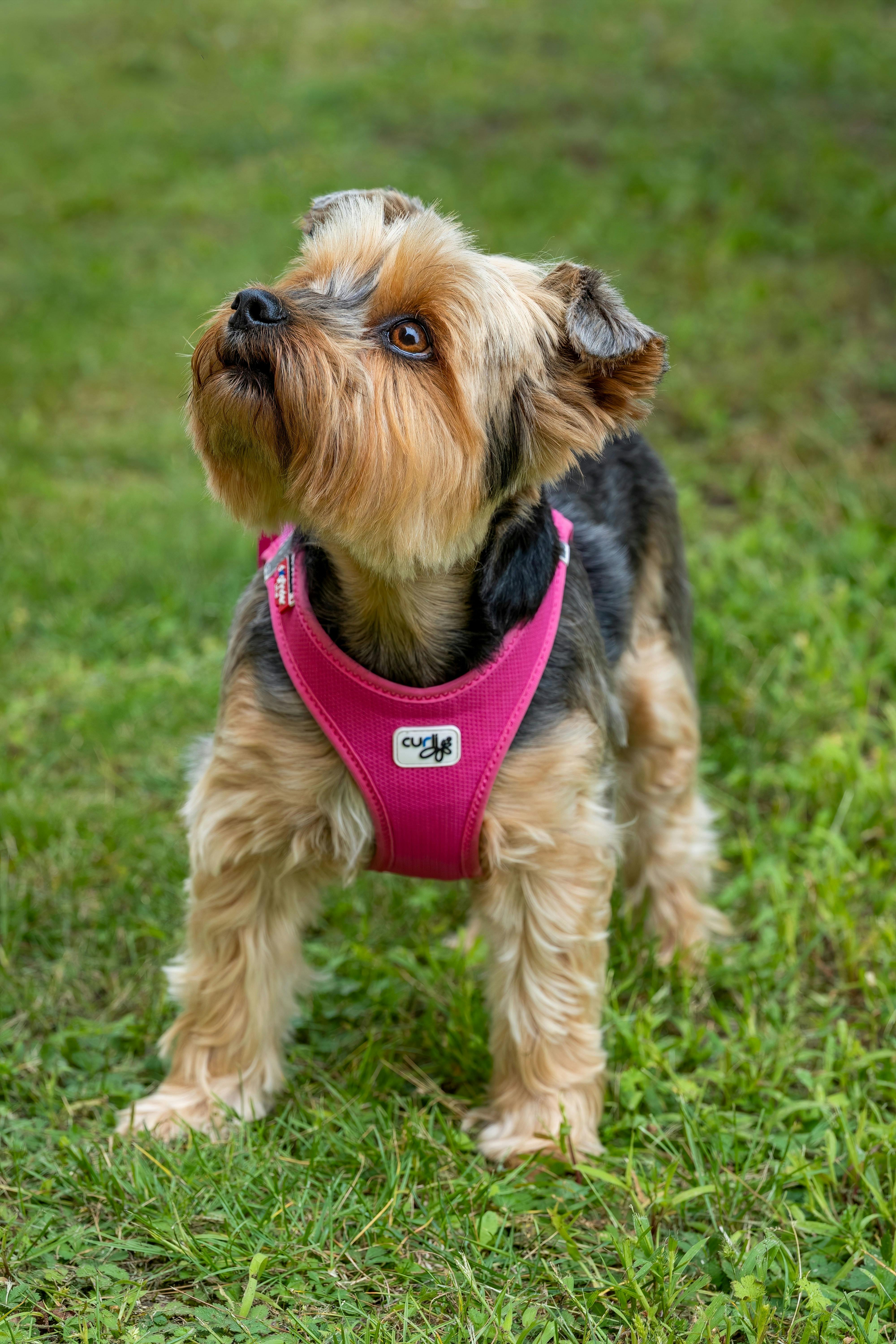 Charming Yorkshire Terrier pup standing on grass wearing a pink harness, looking up with curiosity.