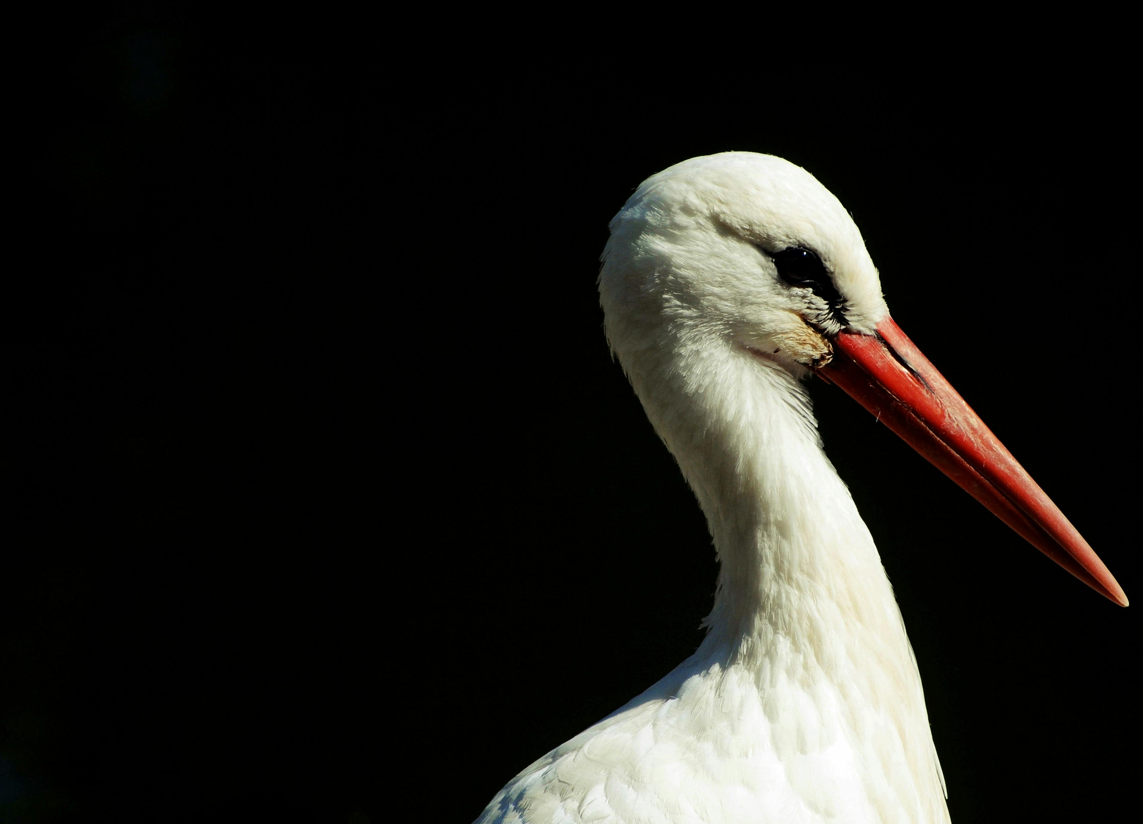 stork leylek