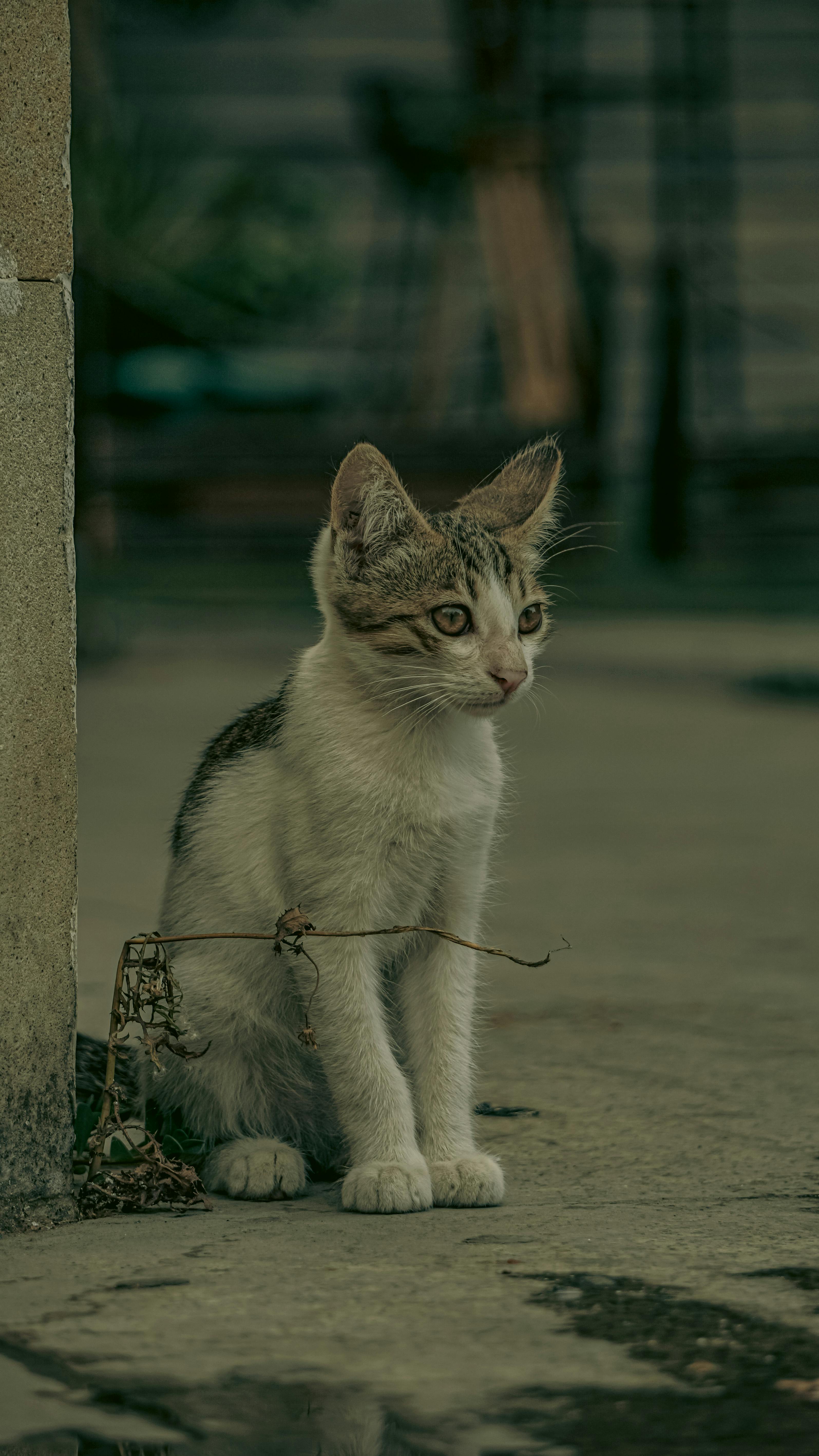 a cat sitting on the ground next to a wall