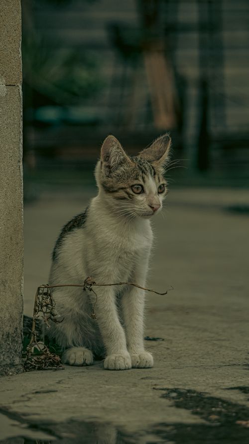 Free Charming young cat sitting by a wall, creating a cute and peaceful outdoor scene. Stock Photo