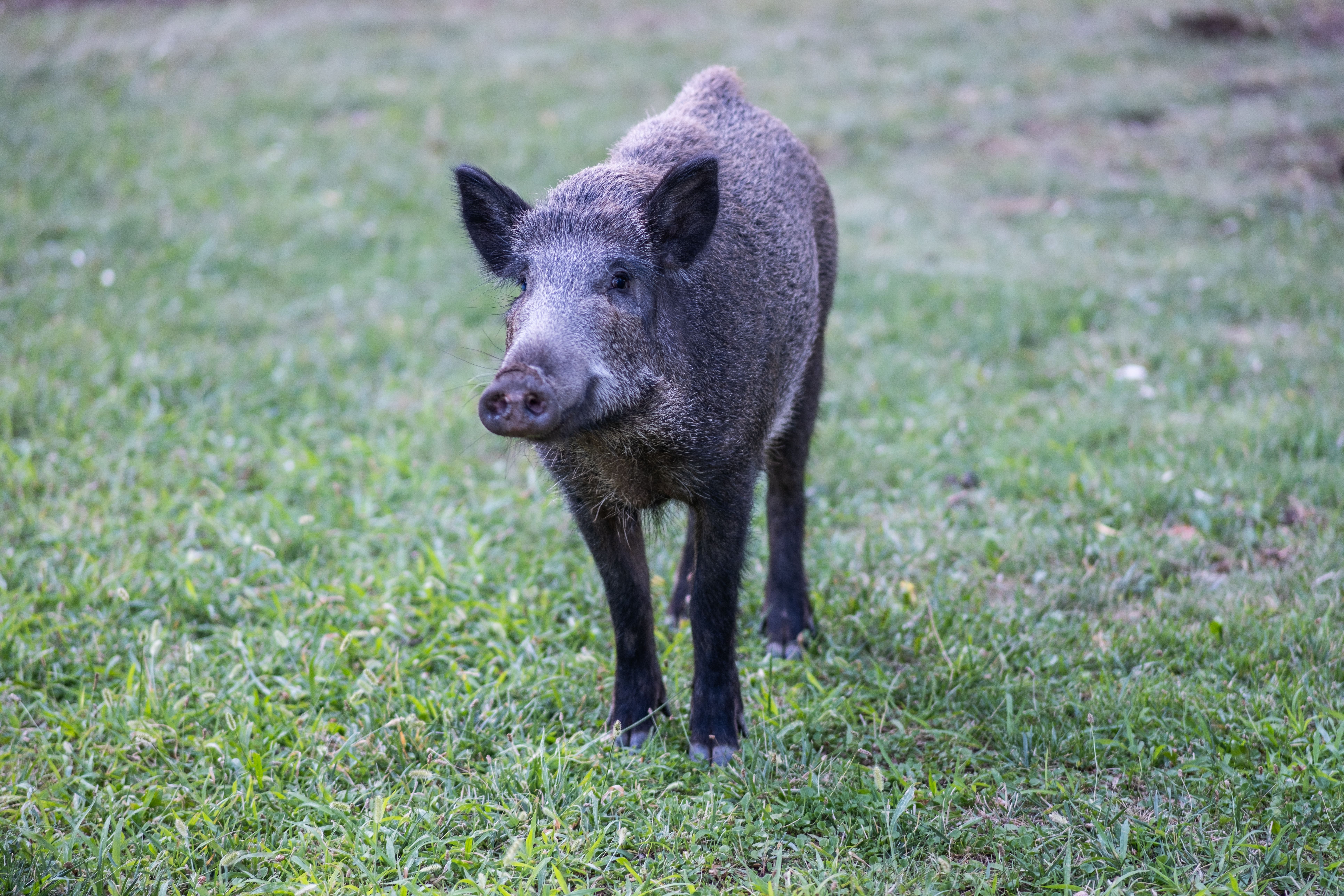 Hog hunting is woven into the landscape