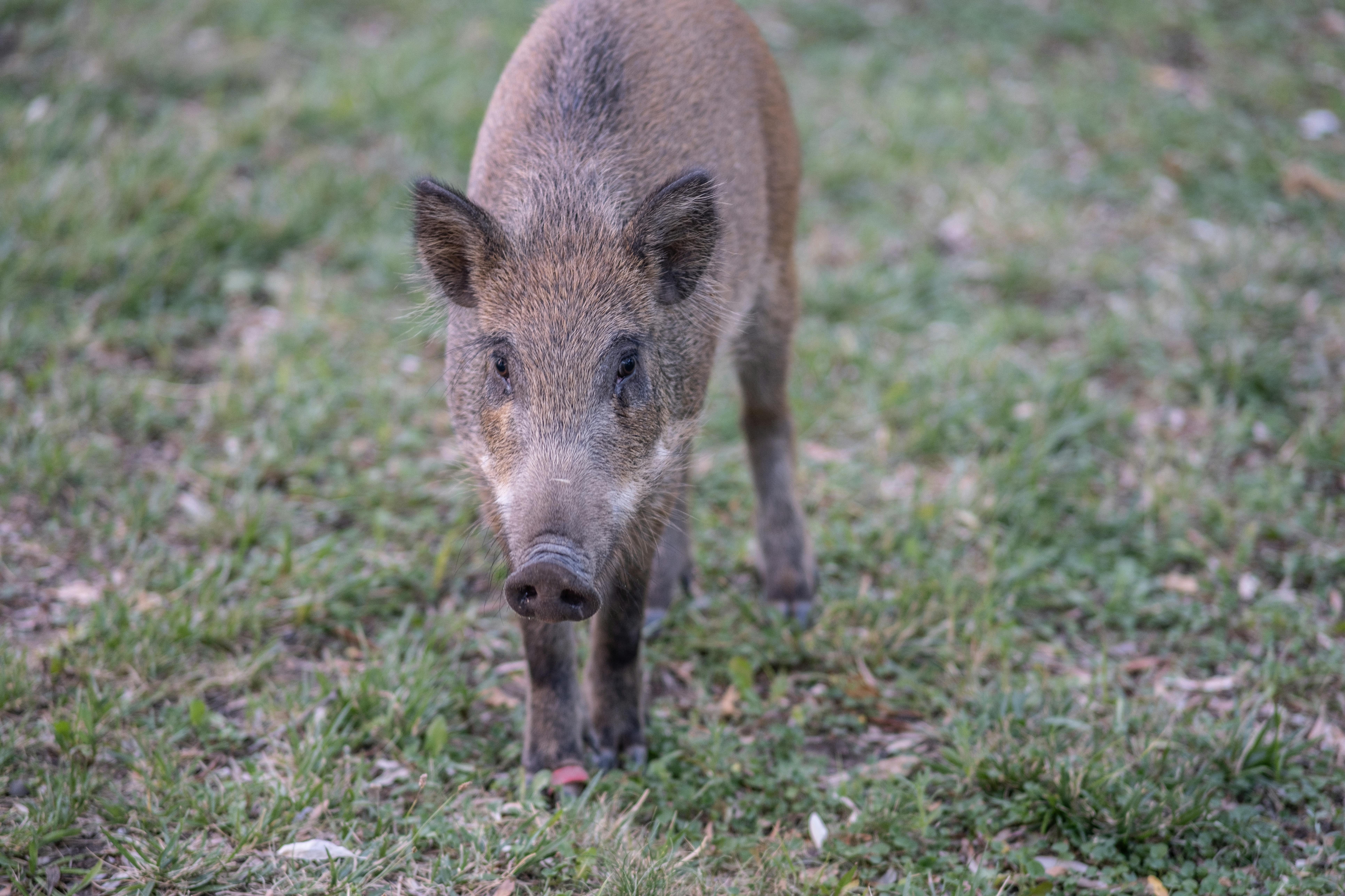 a small pig is walking on the grass