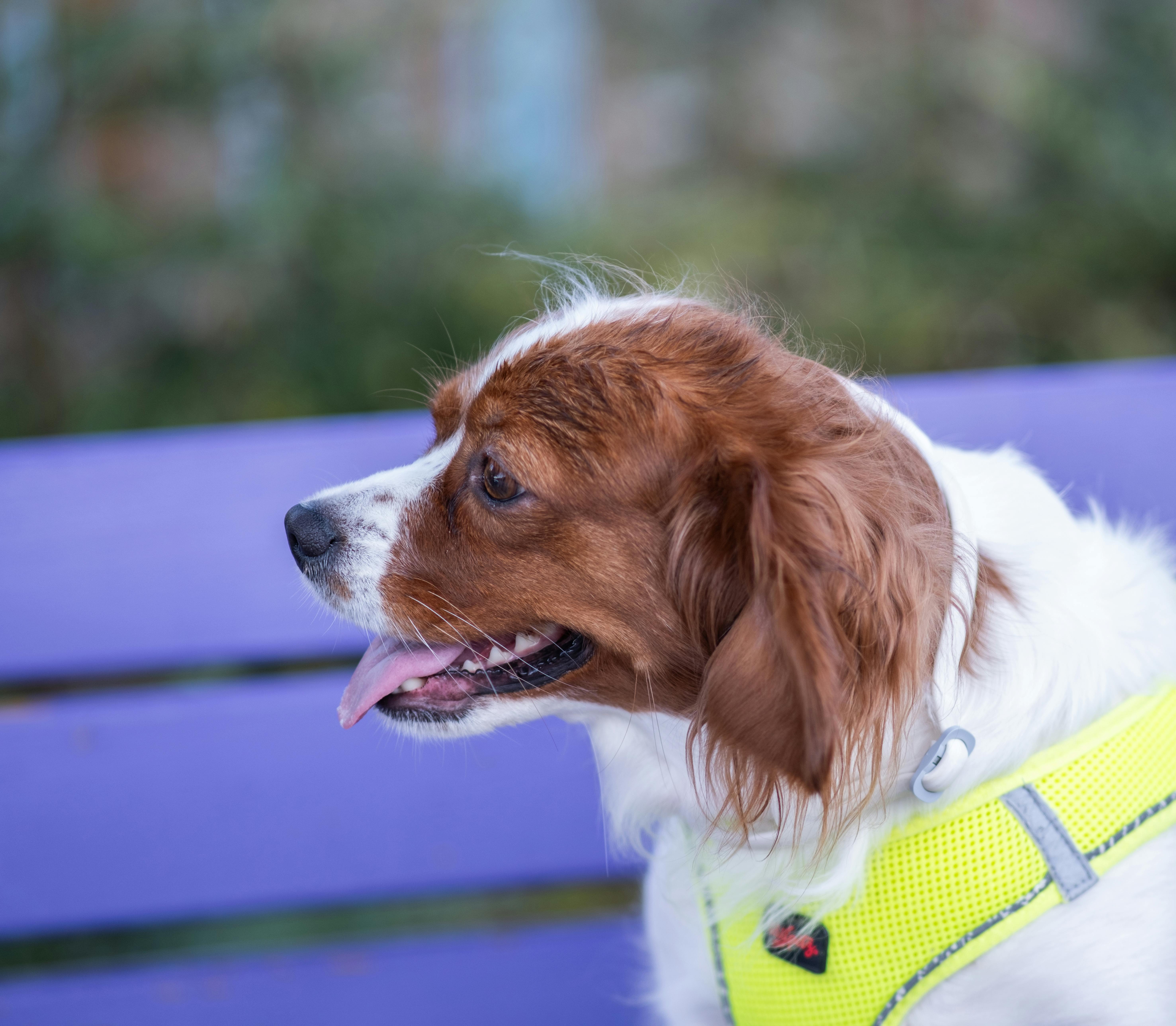 Innovative PET technology will enable precise multitracer imaging of the brain - UC Santa Cruz — Photo by Doğan Alpaslan  Dem