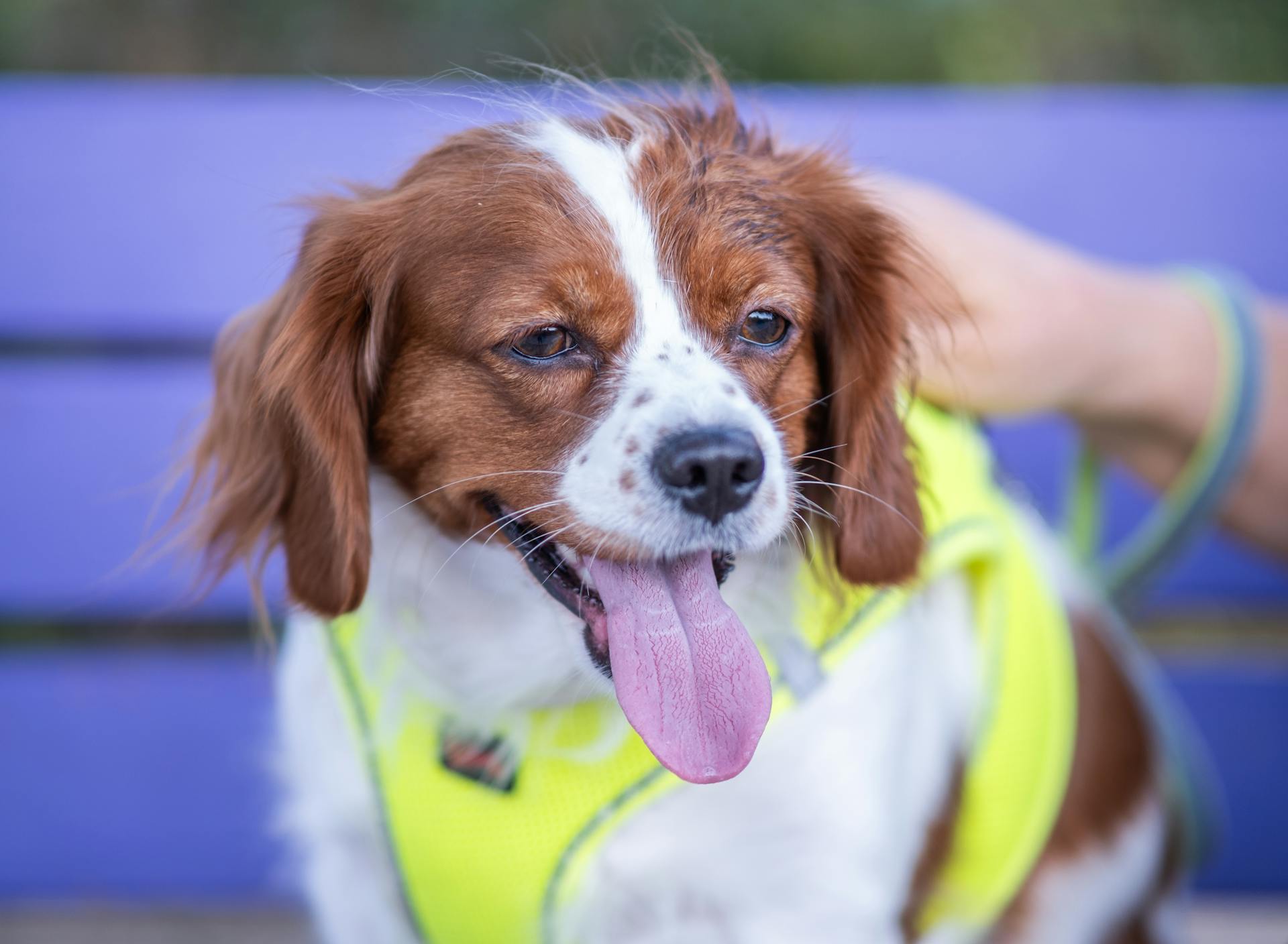 A dog wearing a yellow vest sitting on a bench