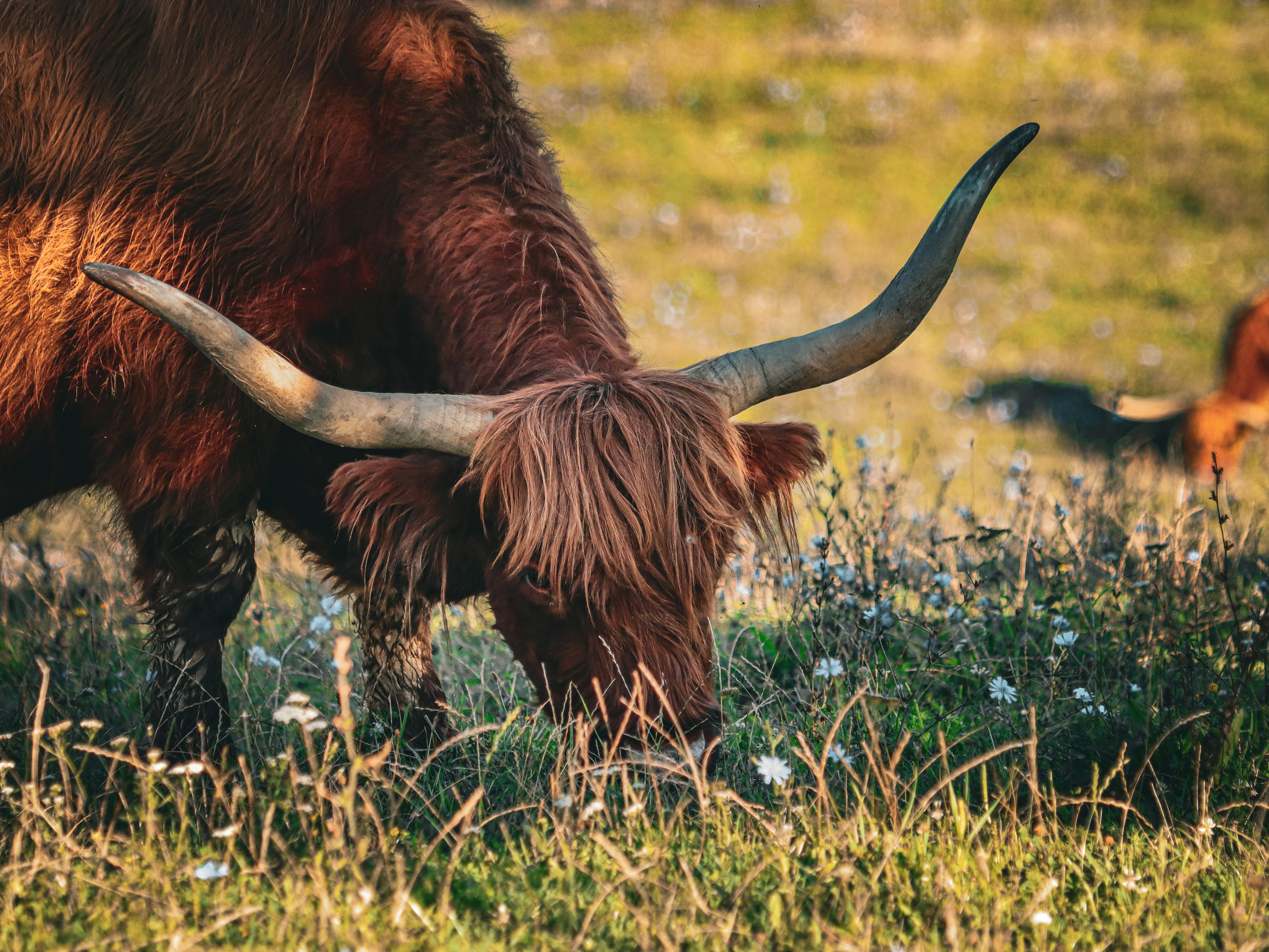 grátis Foto profissional grátis de agricultura, agricultura tradicional, alcance aberto Foto profissional