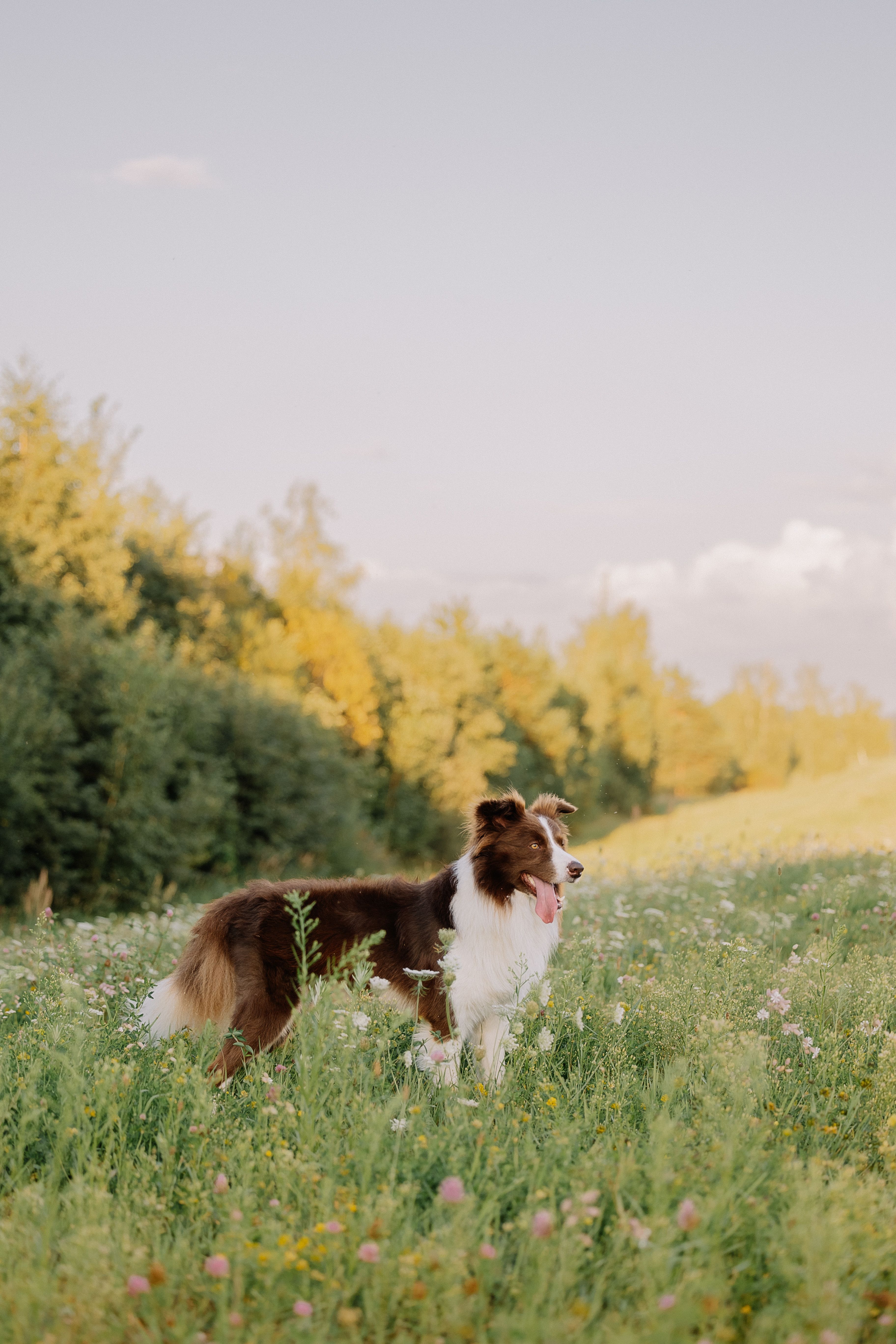 A dog standing in a field with green grass · Free Stock Photo
