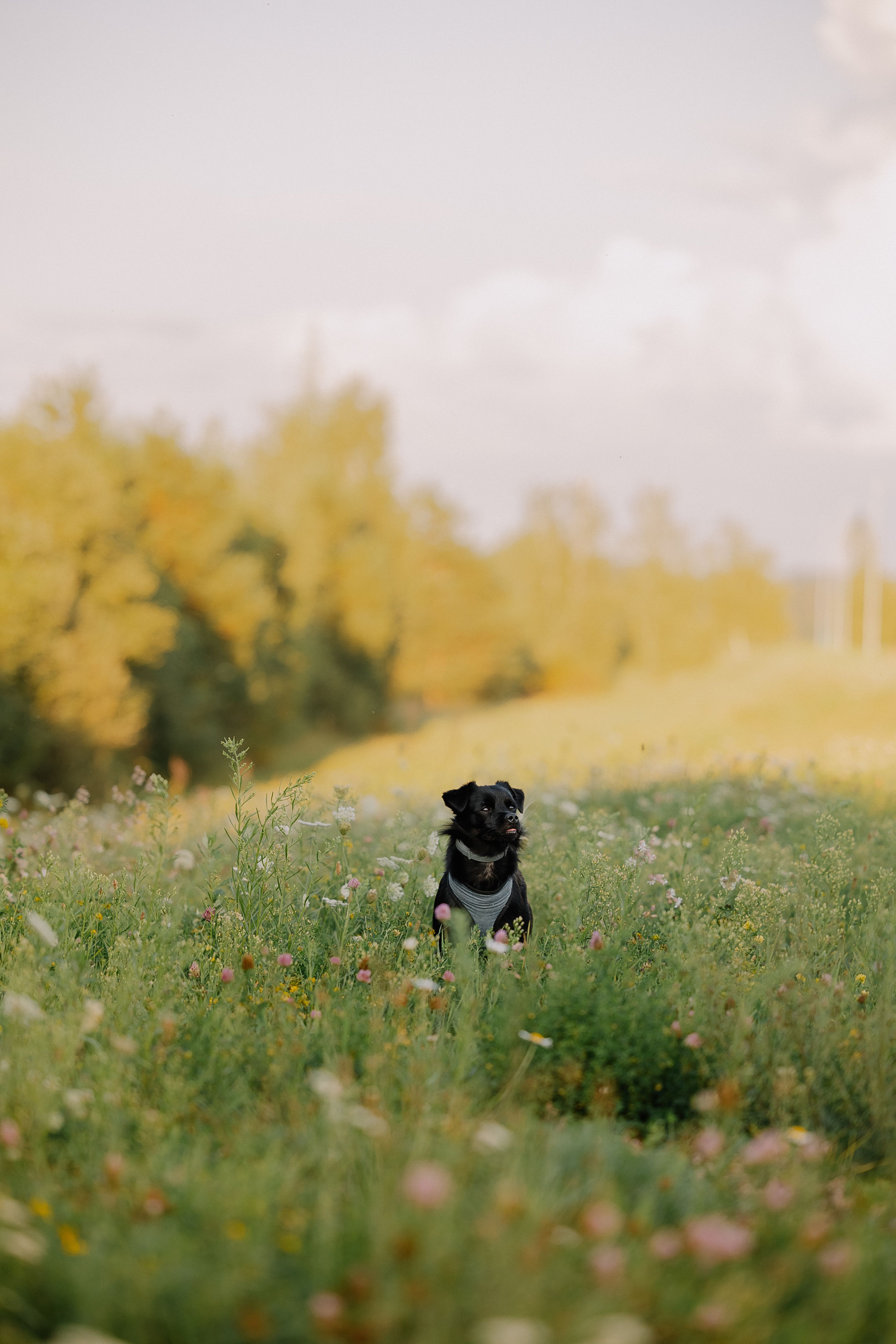 Zwarte hond zit in een zomerveld met hoog gras en wilde bloemen