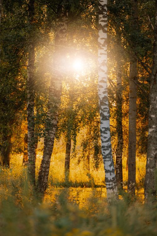 Free Enchanting fall forest with sunlight piercing through birch trees creating a golden glow. Stock Photo