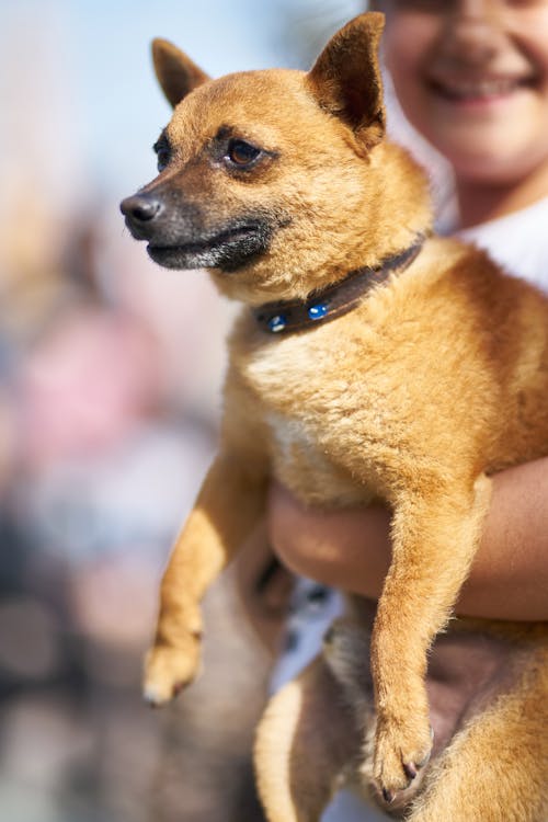 無料 茶色の犬を抱いている人 写真素材