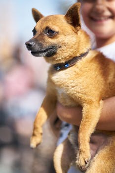 一个孩子抱着可爱的棕色狗在户外的特写，展现了友谊与快乐