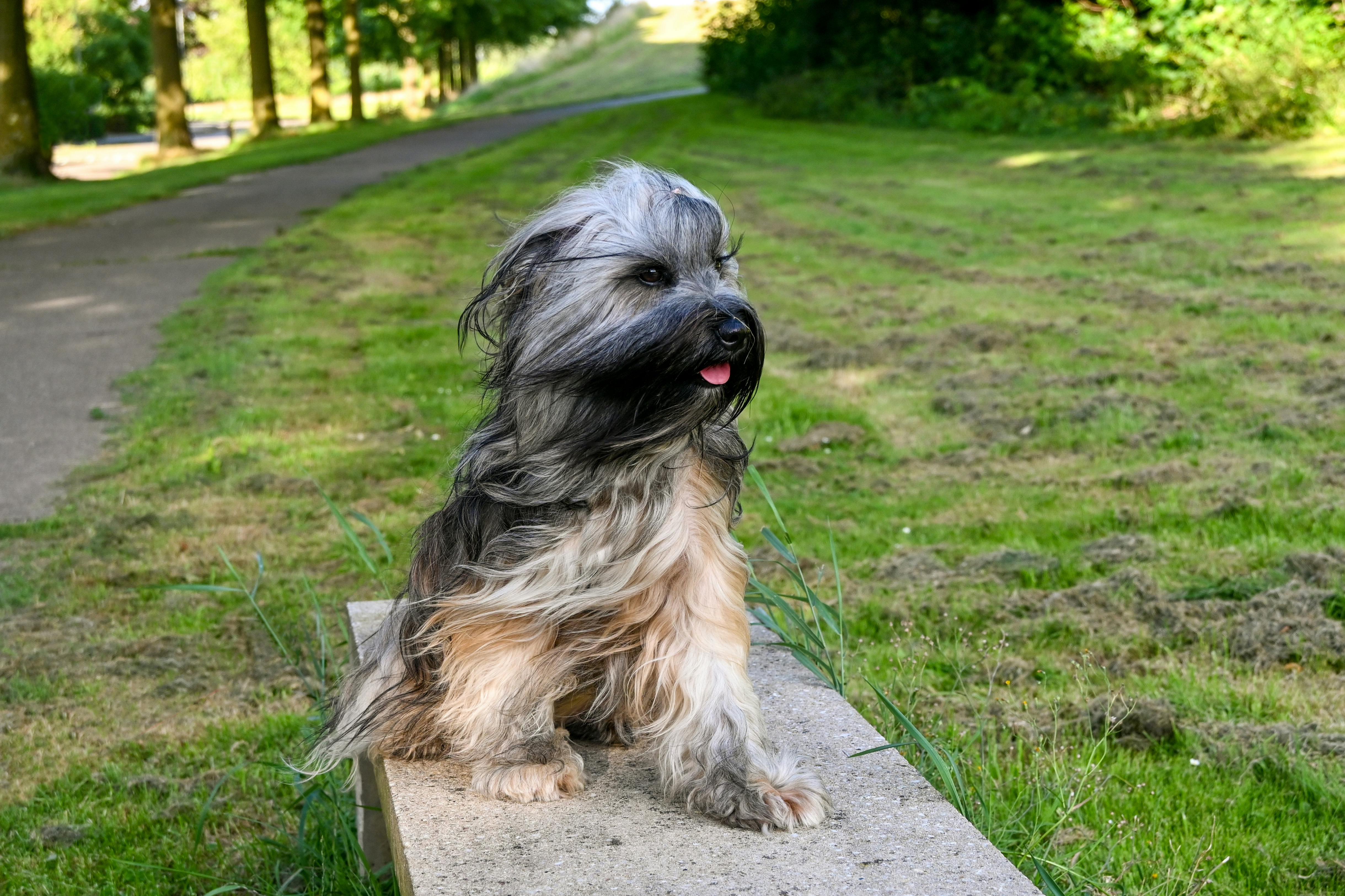 무료 가정의, 가족 애완 동물, 개의 무료 스톡 사진