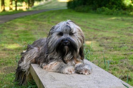 Adorable Tibetan Terrier with long fur lying on a bench in a green park setting.