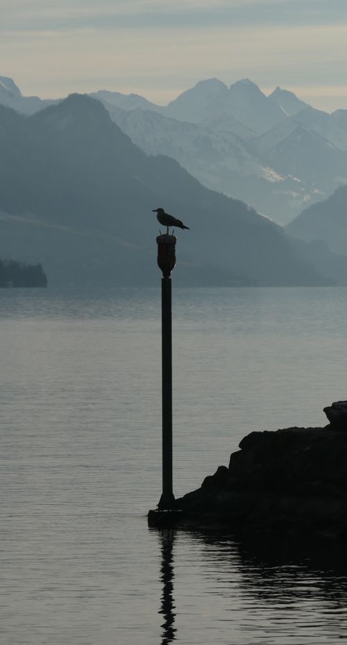 Free Peaceful mountain lake scene at sunset with a silhouetted bird on a pole in Küssnacht, Switzerland. Stock Photo