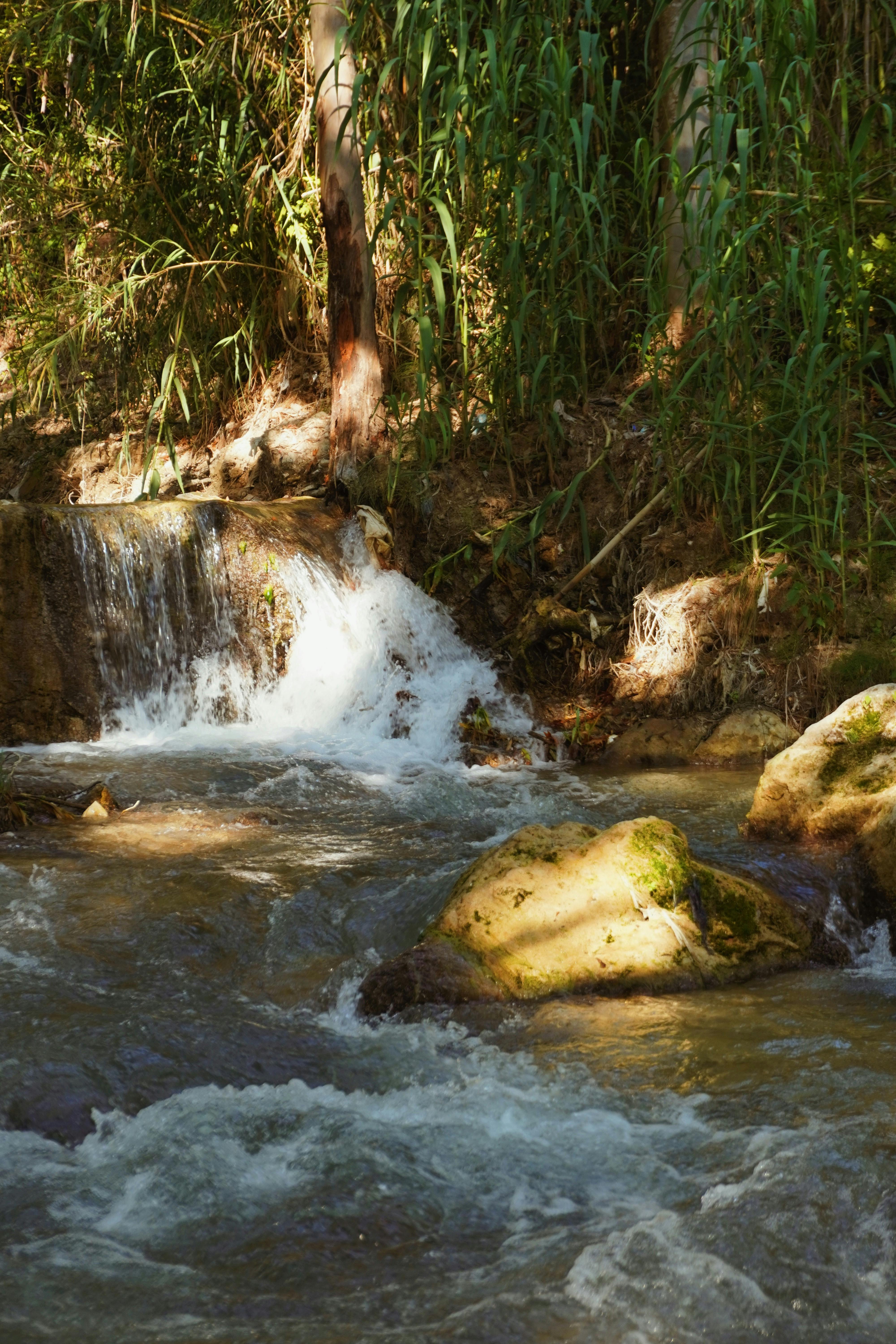 a stream flowing through the woods with rocks