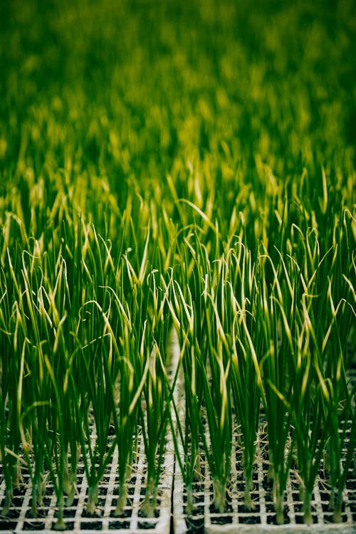 Бесплатное стоковое фото с лук, темно-зеленые растения