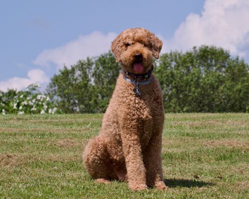Free A cute poodle sitting on a grass field under a clear sky, exuding friendliness and joy. Stock Photo