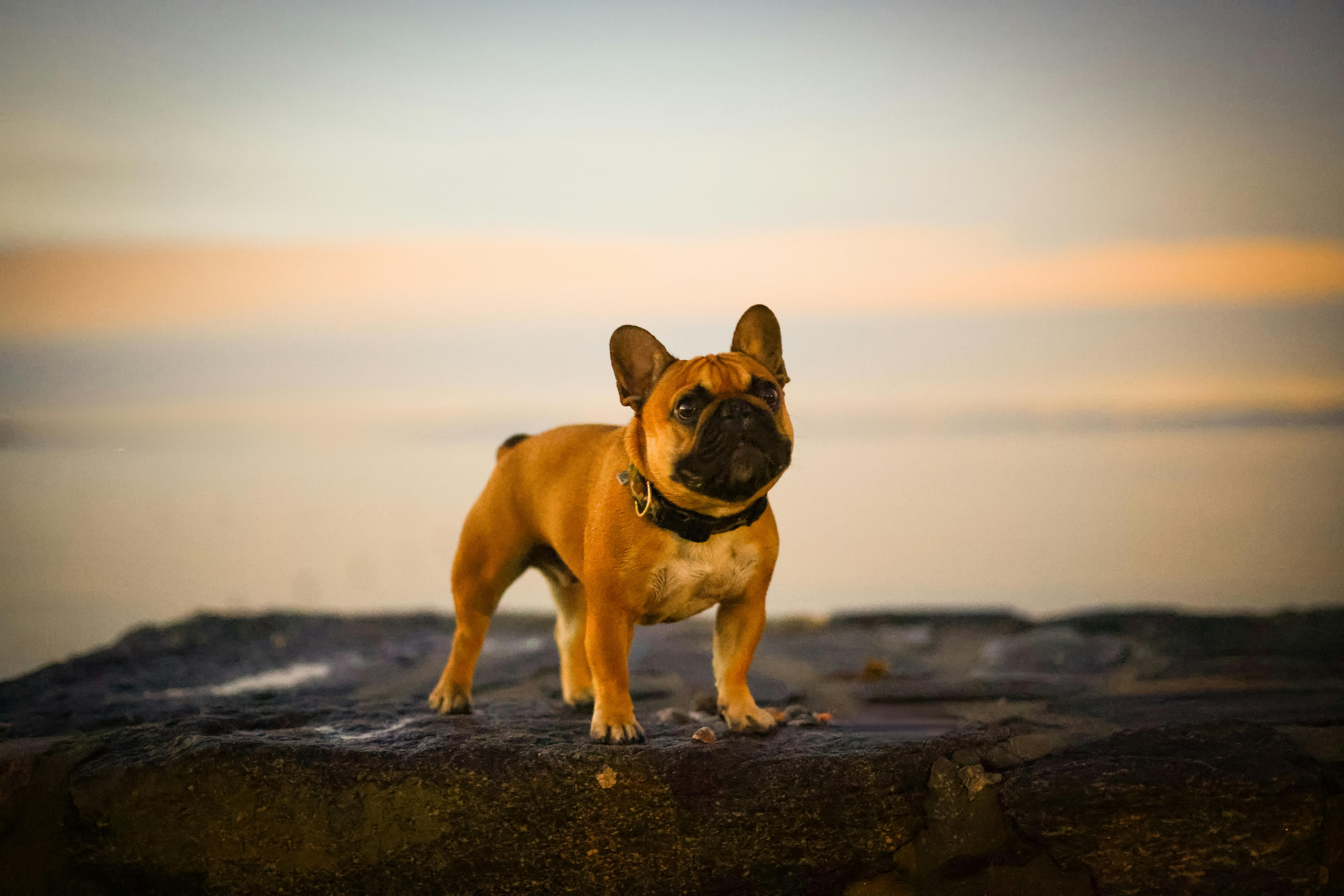 French Bulldog price range: Female French Bulldog Stamford, CT.