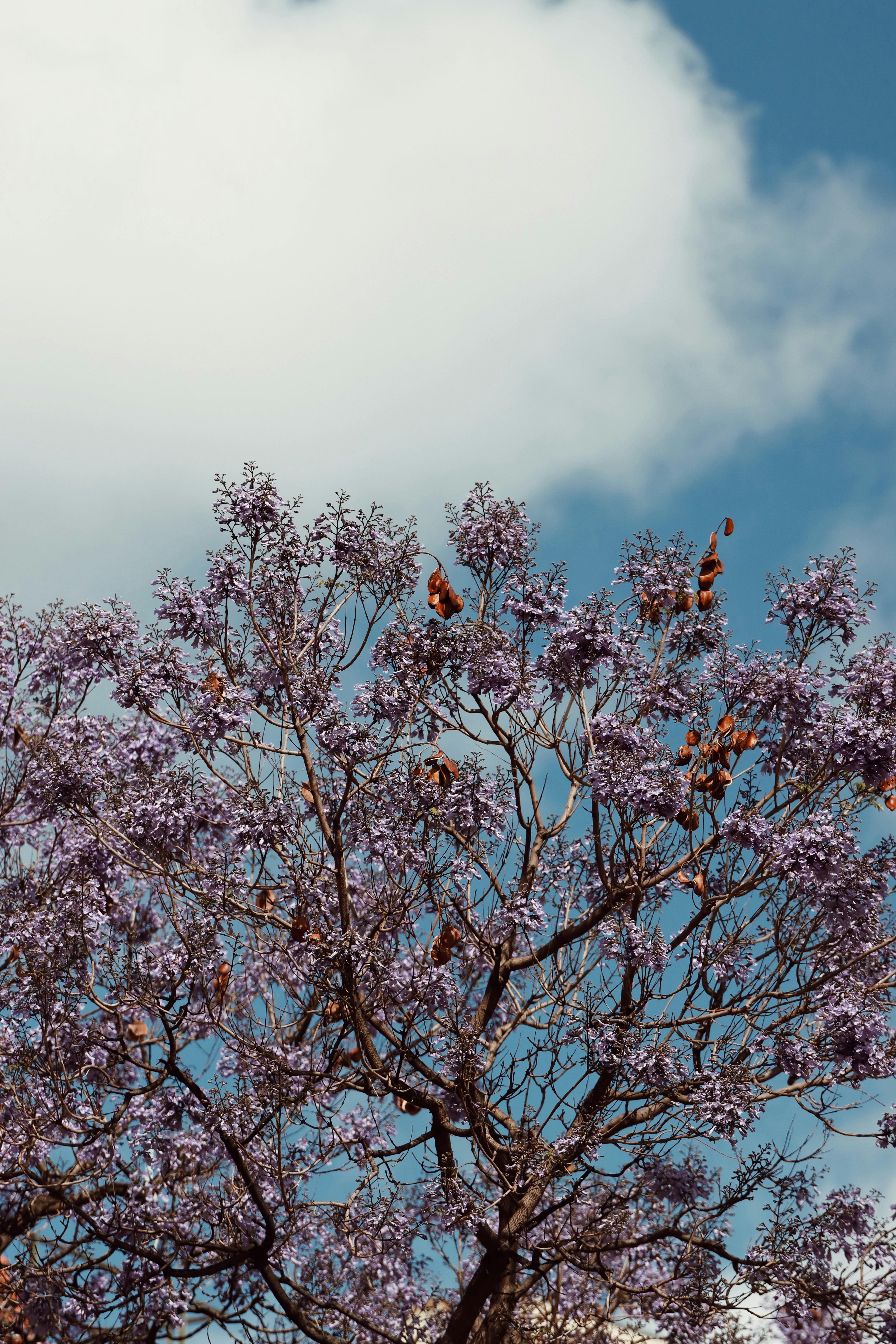 jacaranda tree