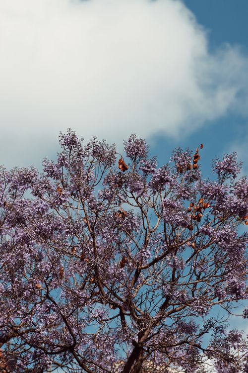 Free Vivid jacaranda tree flowers with clear sky in Lisbon, Portugal, capturing the essence of summer. Stock Photo
