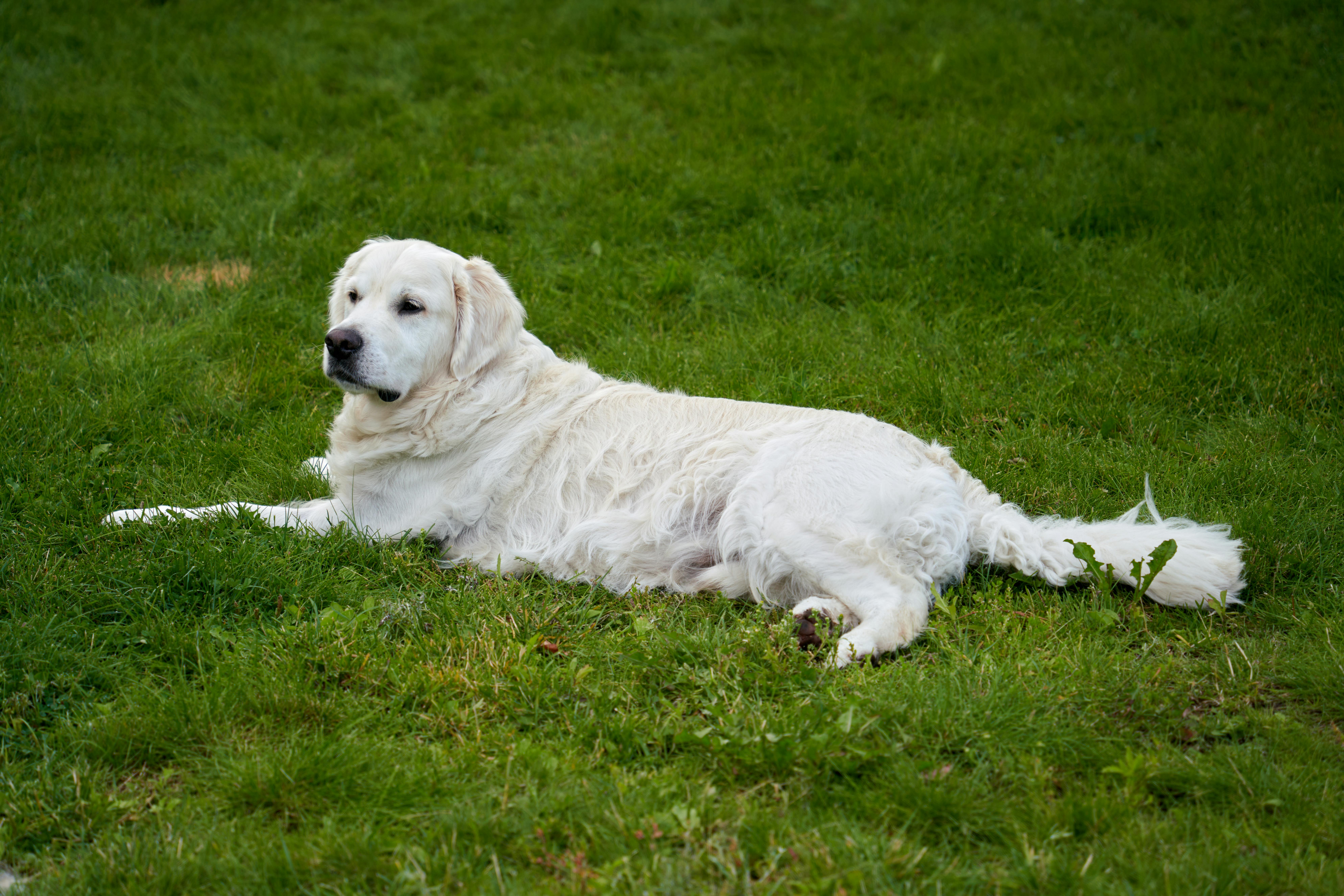 A serene white golden retriever lying down on a green lawn in Oslo, Norway.