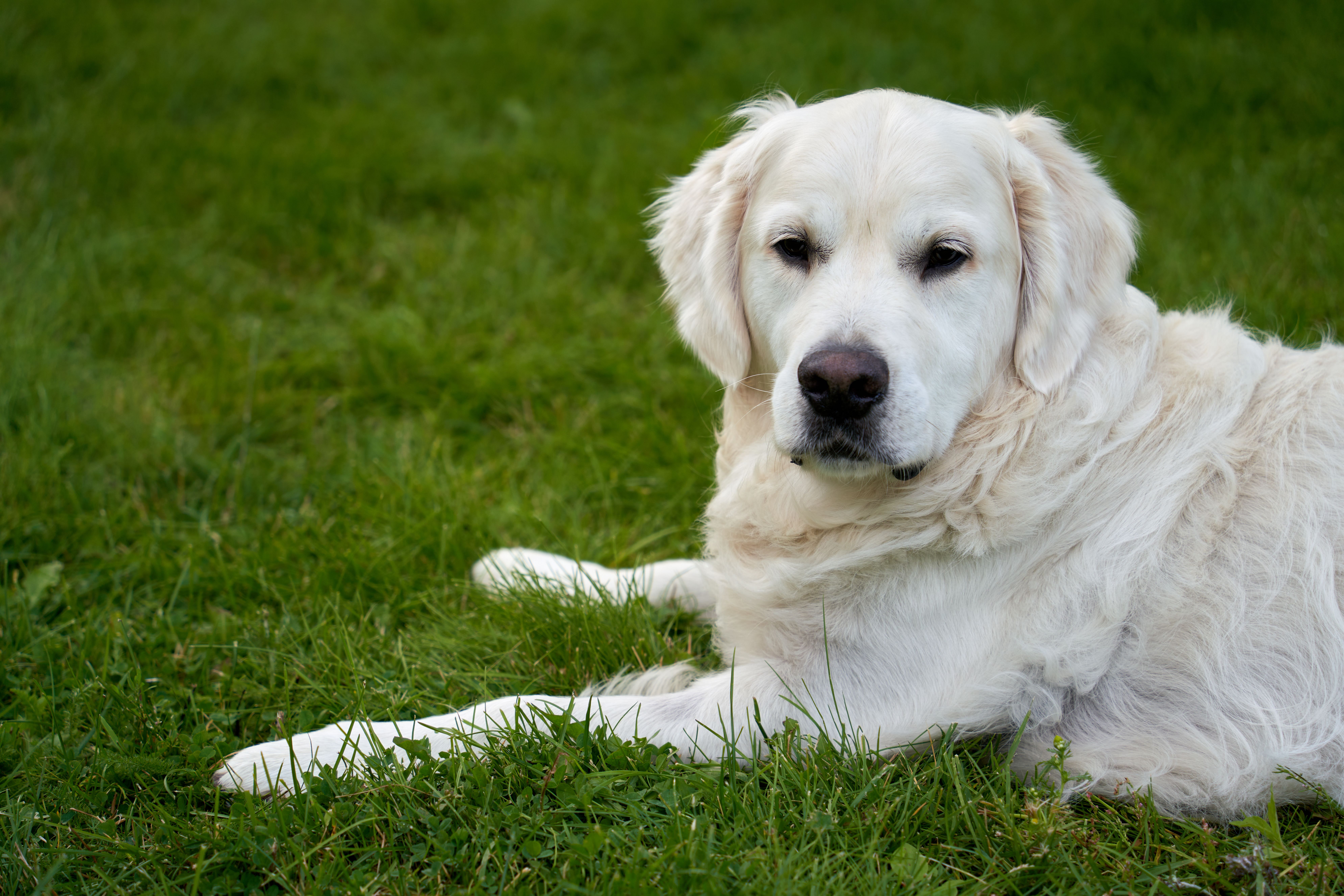 A young white male golden retriever is lying and resting in the garden ...