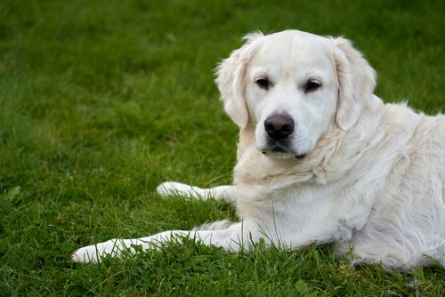 Free A calm and serene white Golden Retriever lounges on lush green grass enjoying a quiet moment. Stock Photo