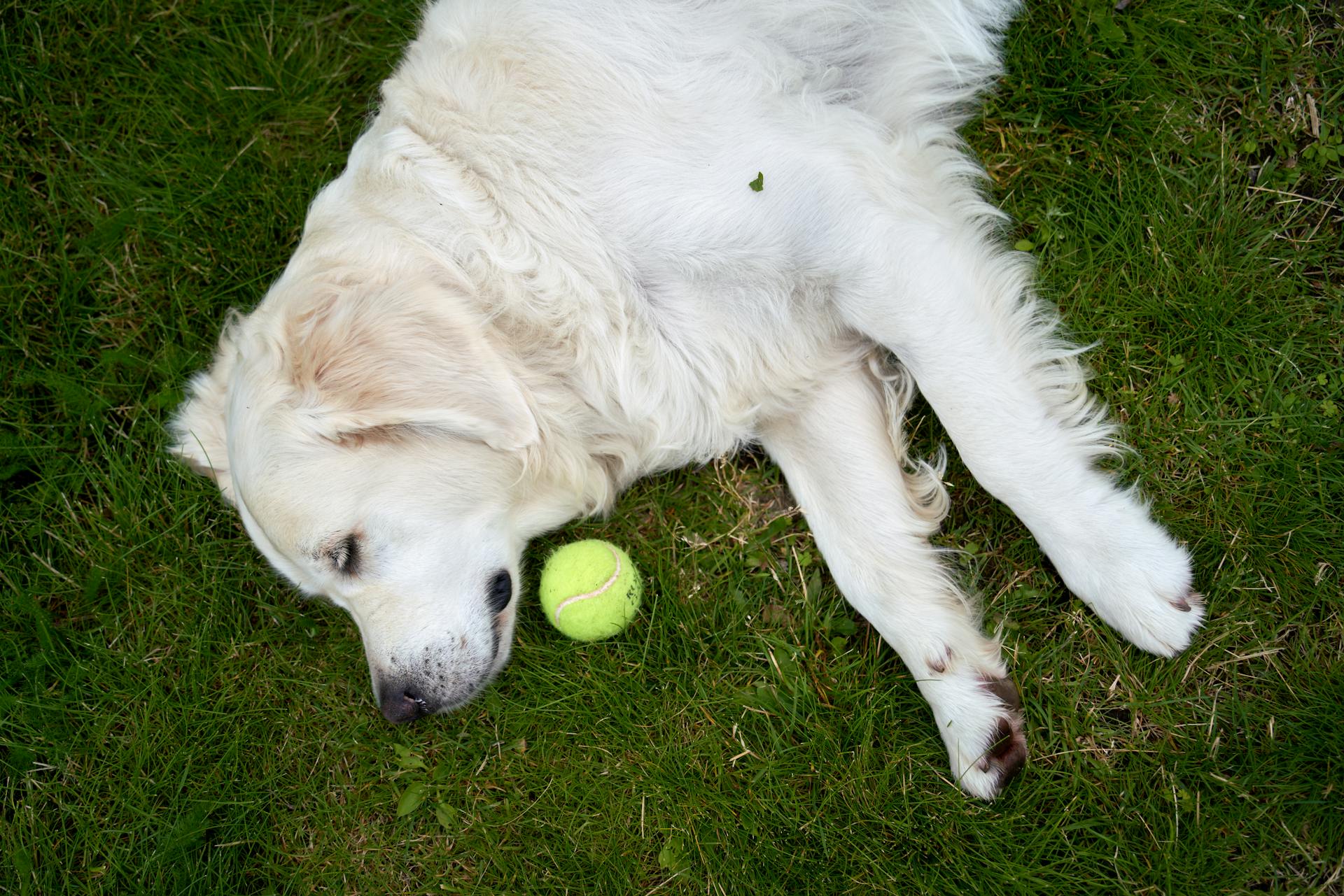 A young white male golden retriever is lying in the garden on the green grass, guarding a tennis ball during a summer day in Norway, keeping a watchful eye on his prized possession