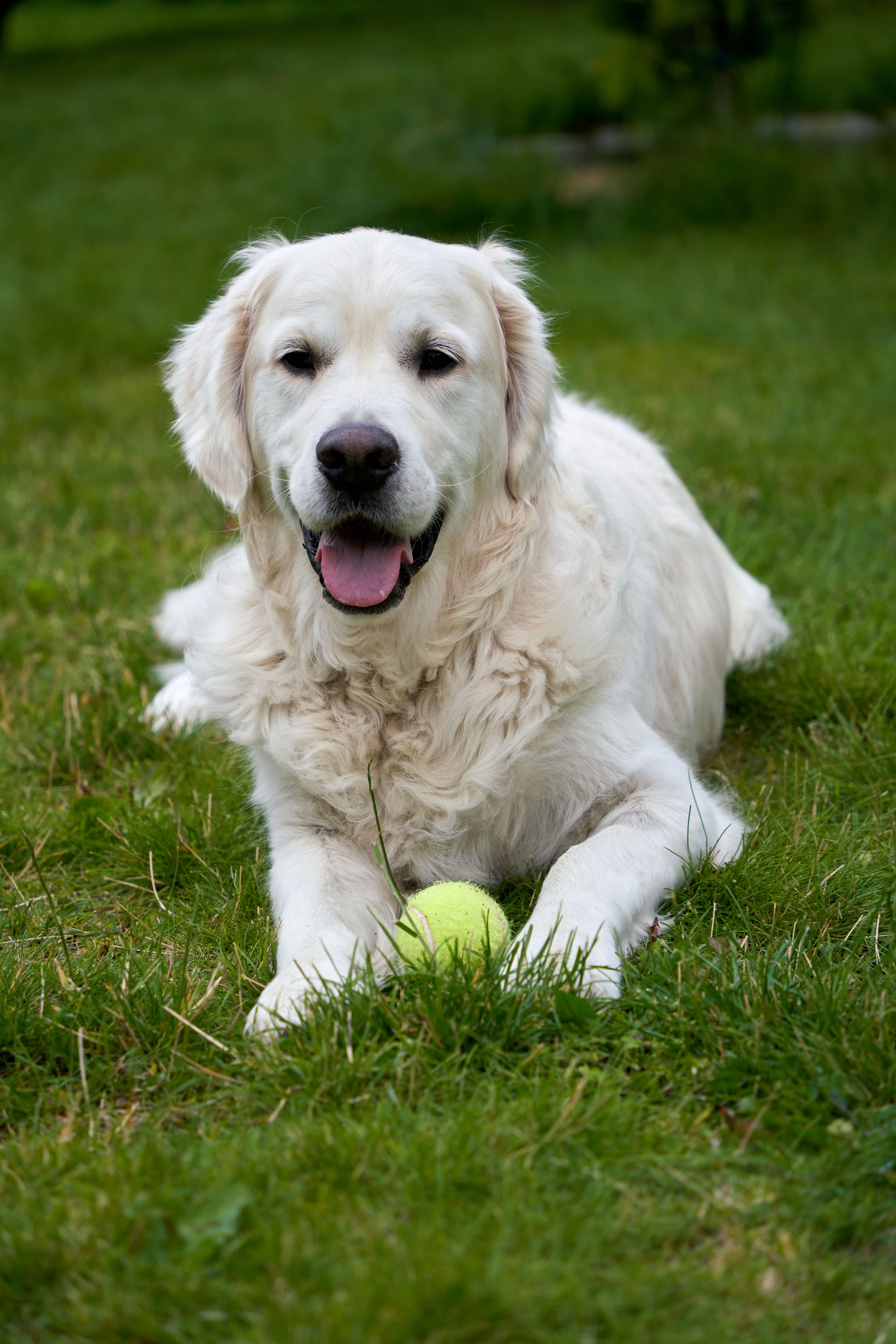 Golden Retriever Lying on Green Grass · Free Stock Photo