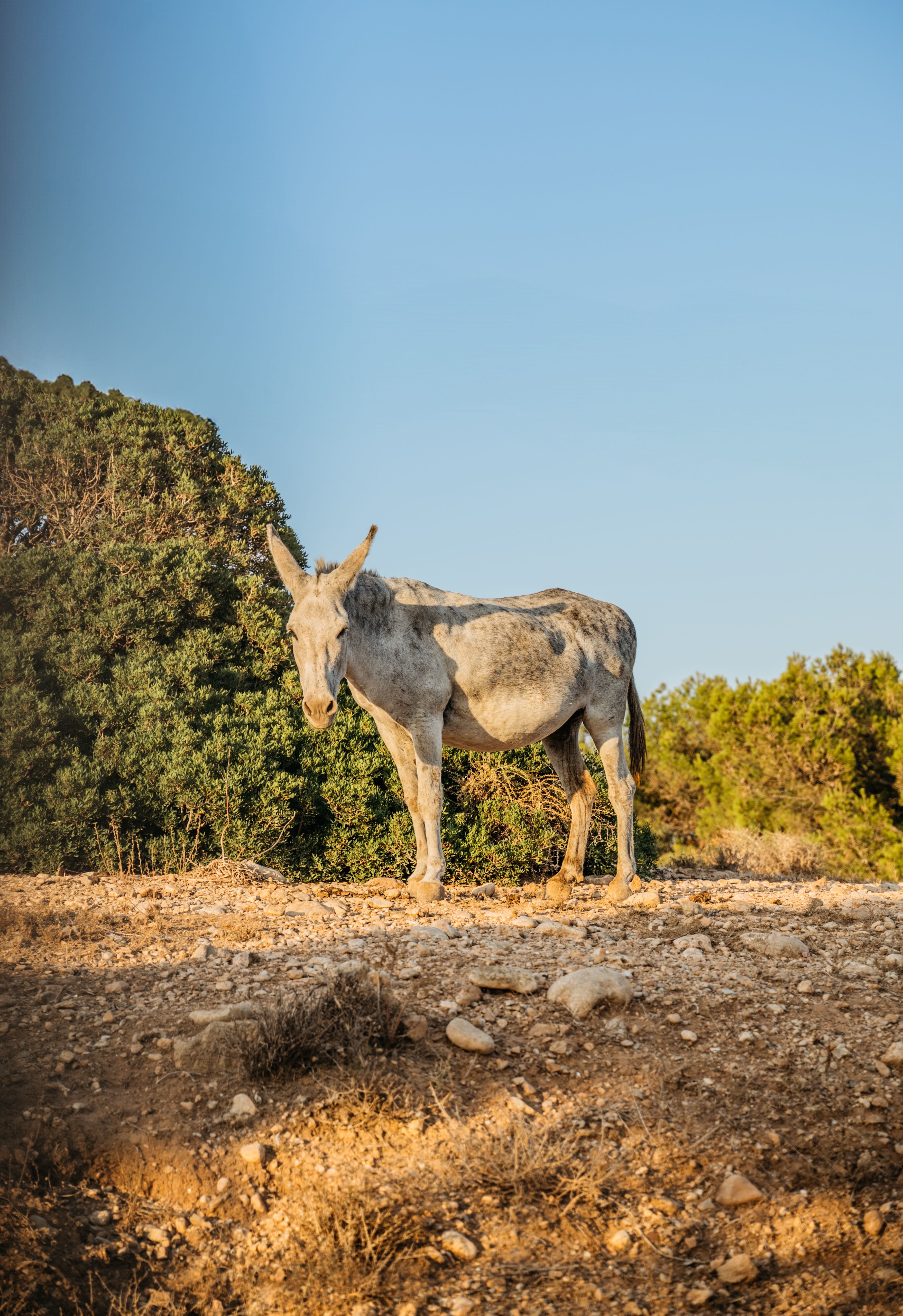 A donkey standing on a dirt road in the middle of the desert · Free ...