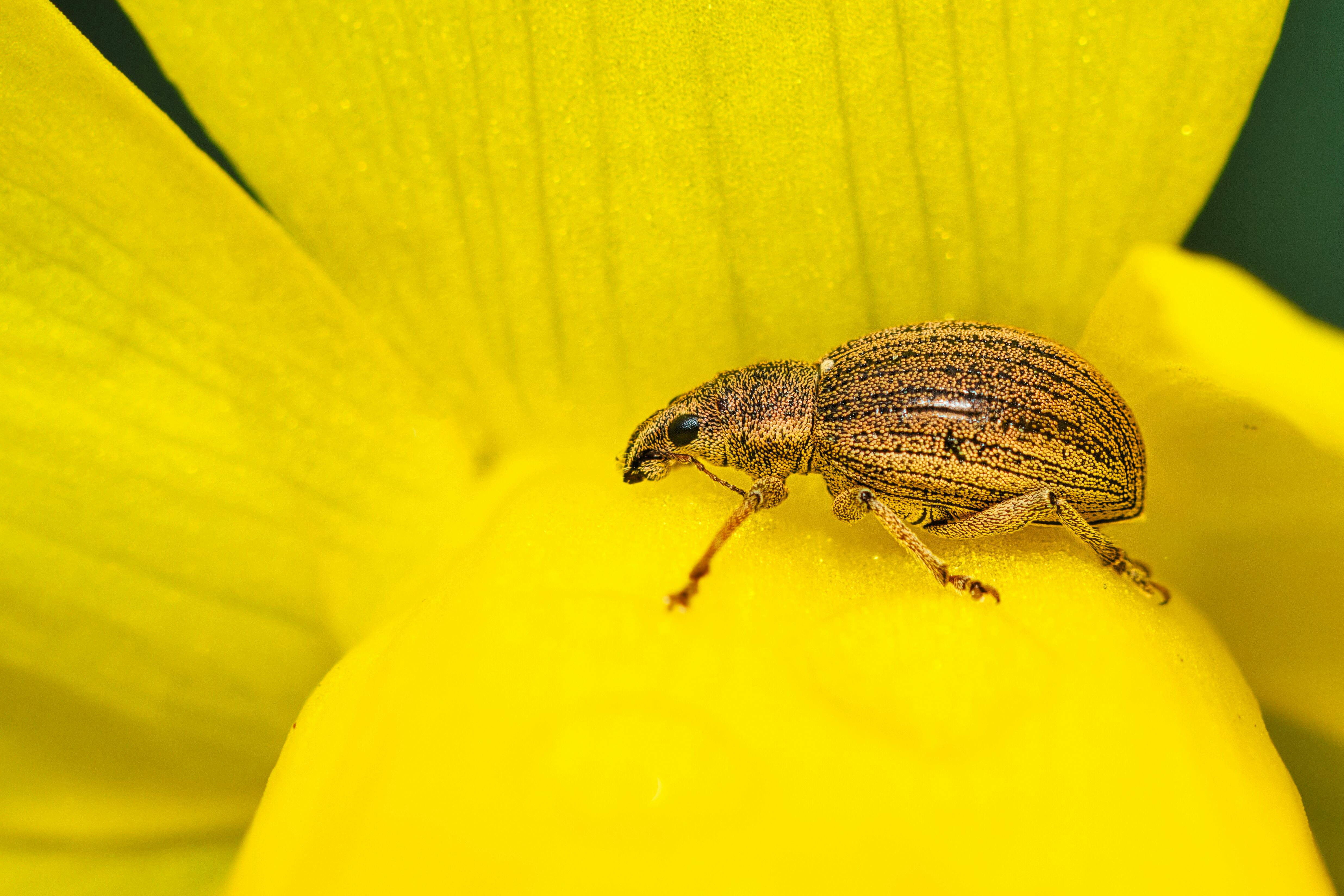 Detailed macro capture of a weevil on a vibrant yellow flower petal, showcasing nature's small wonders.