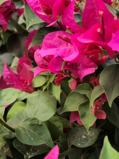 Free Close-up of vivid pink bougainvillea flowers blooming with lush green leaves. Stock Photo