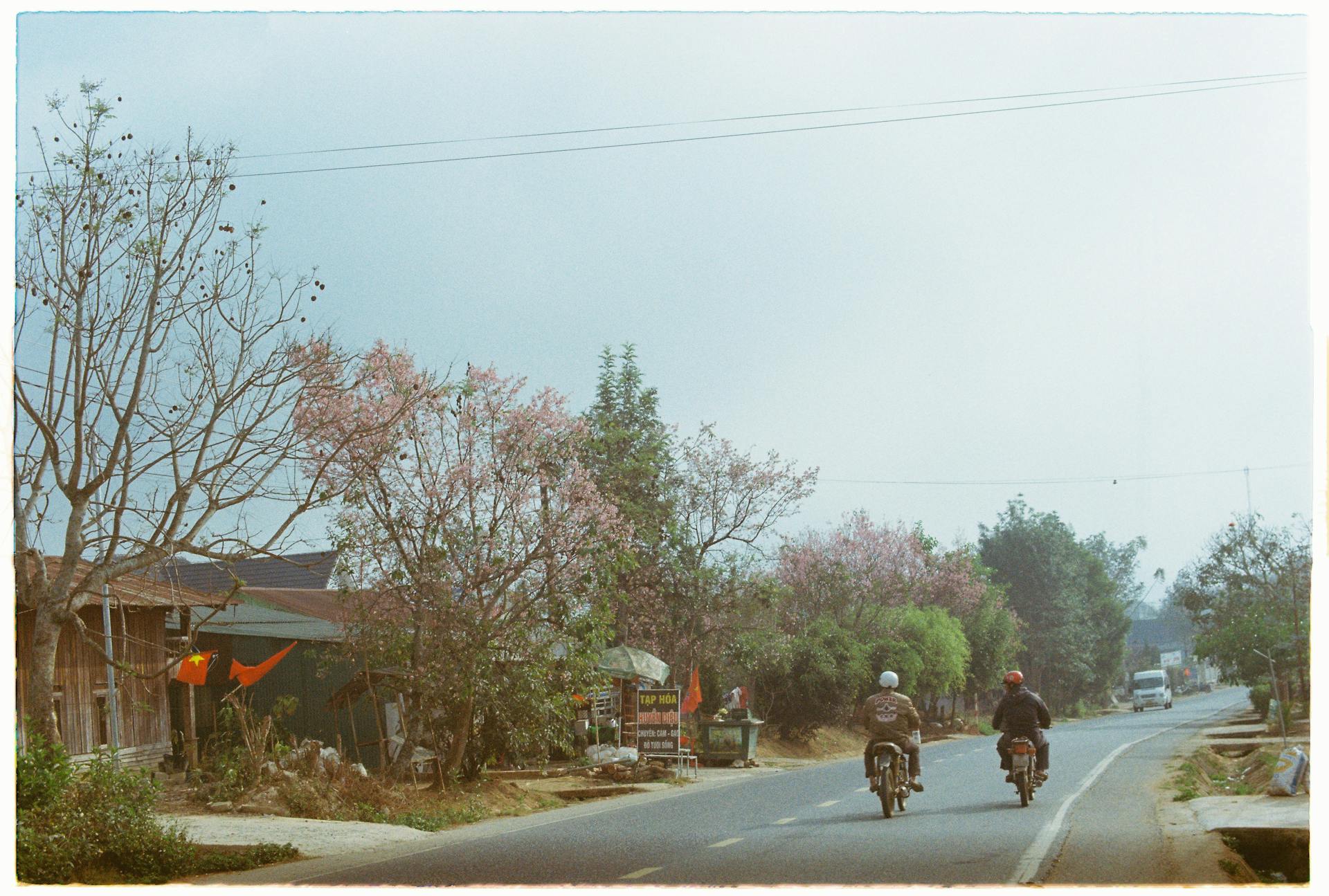 Two motorcyclists ride down a rural road lined with blossoming trees under a foggy sky.