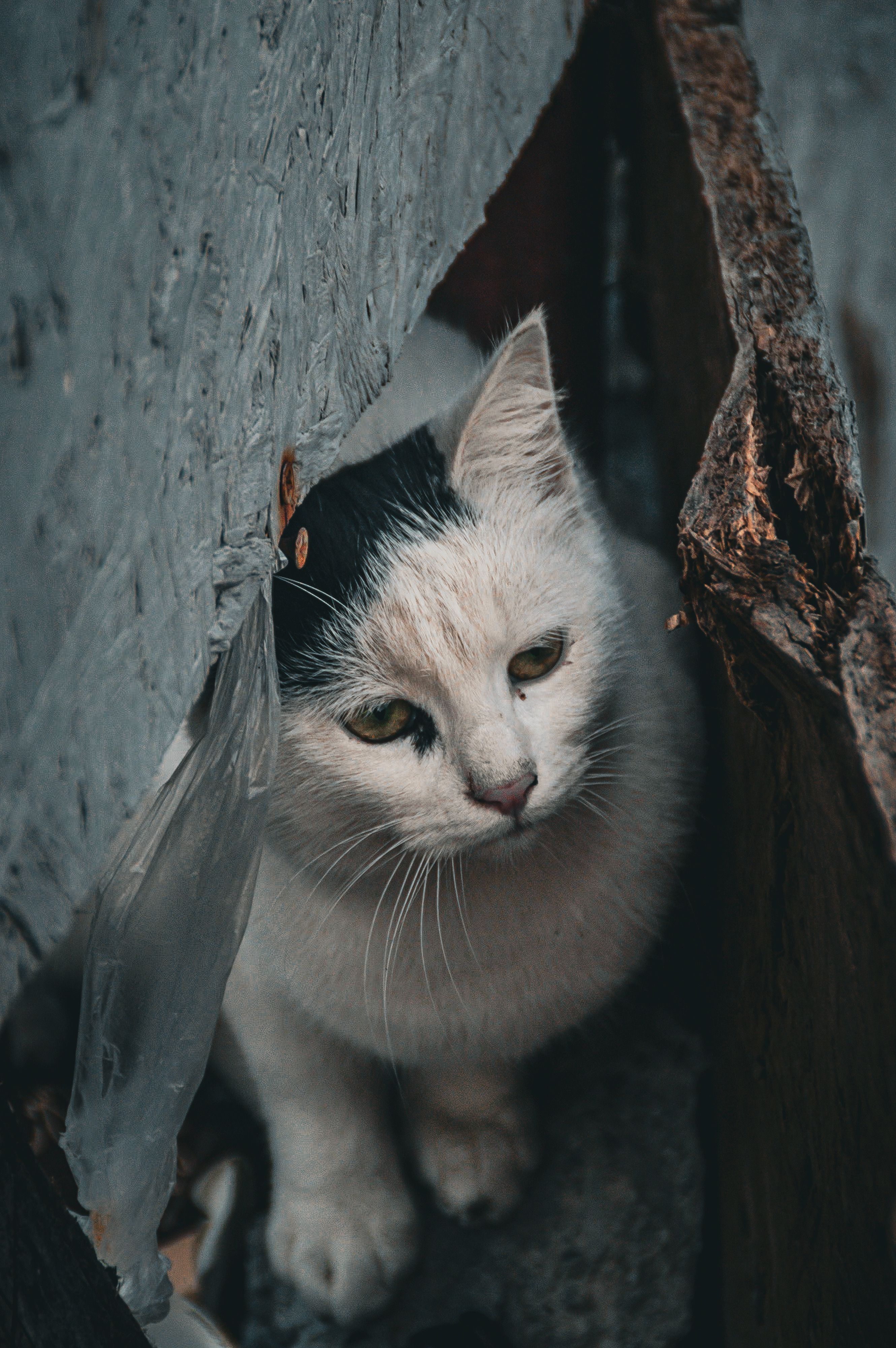 A white and black cat peeking out from behind a wall · Free Stock Photo