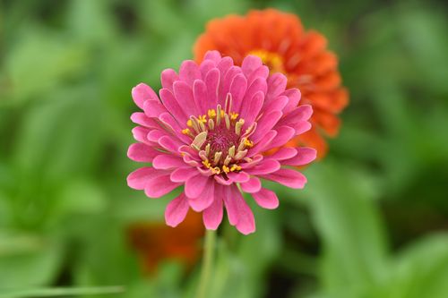 Free Close-up of vibrant pink and orange zinnia flowers in full bloom in a garden setting. Stock Photo