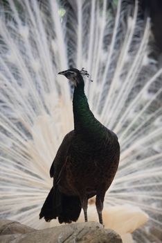 peacock photo