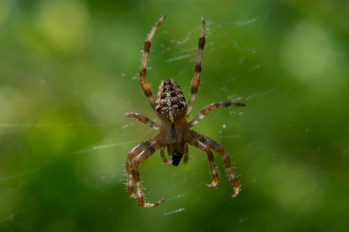 Free Detailed macro shot of a spider on its web in a garden setting. Stock Photo