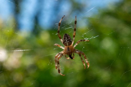 Free A detailed image of a garden spider on its web in a sunlit garden setting. Stock Photo