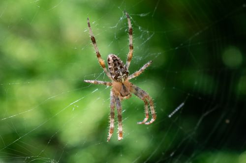 Free Detailed view of a spider resting on its intricately woven web with a green background. Stock Photo