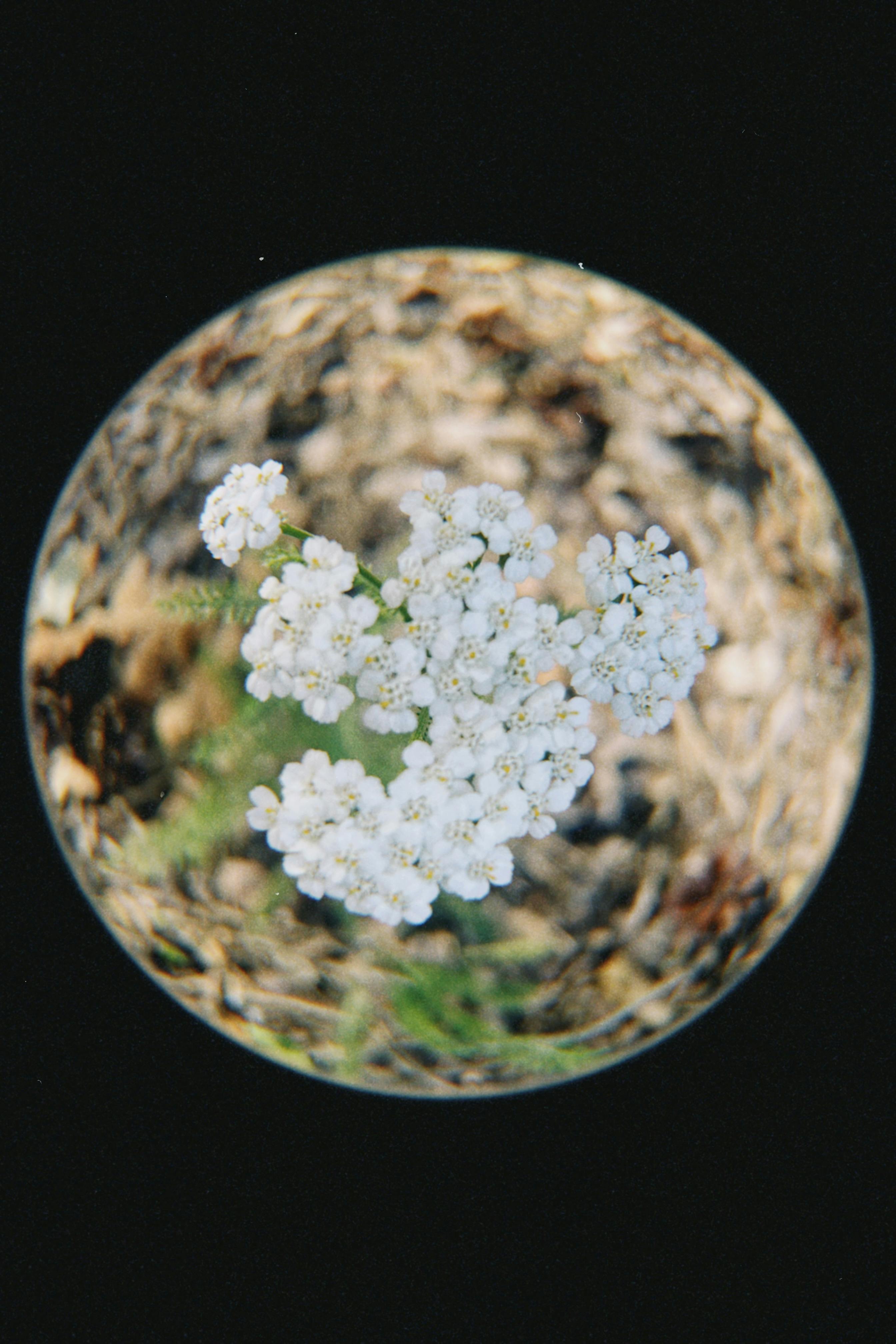Artistic shot of white flowers through a fisheye lens creates an imaginative view.