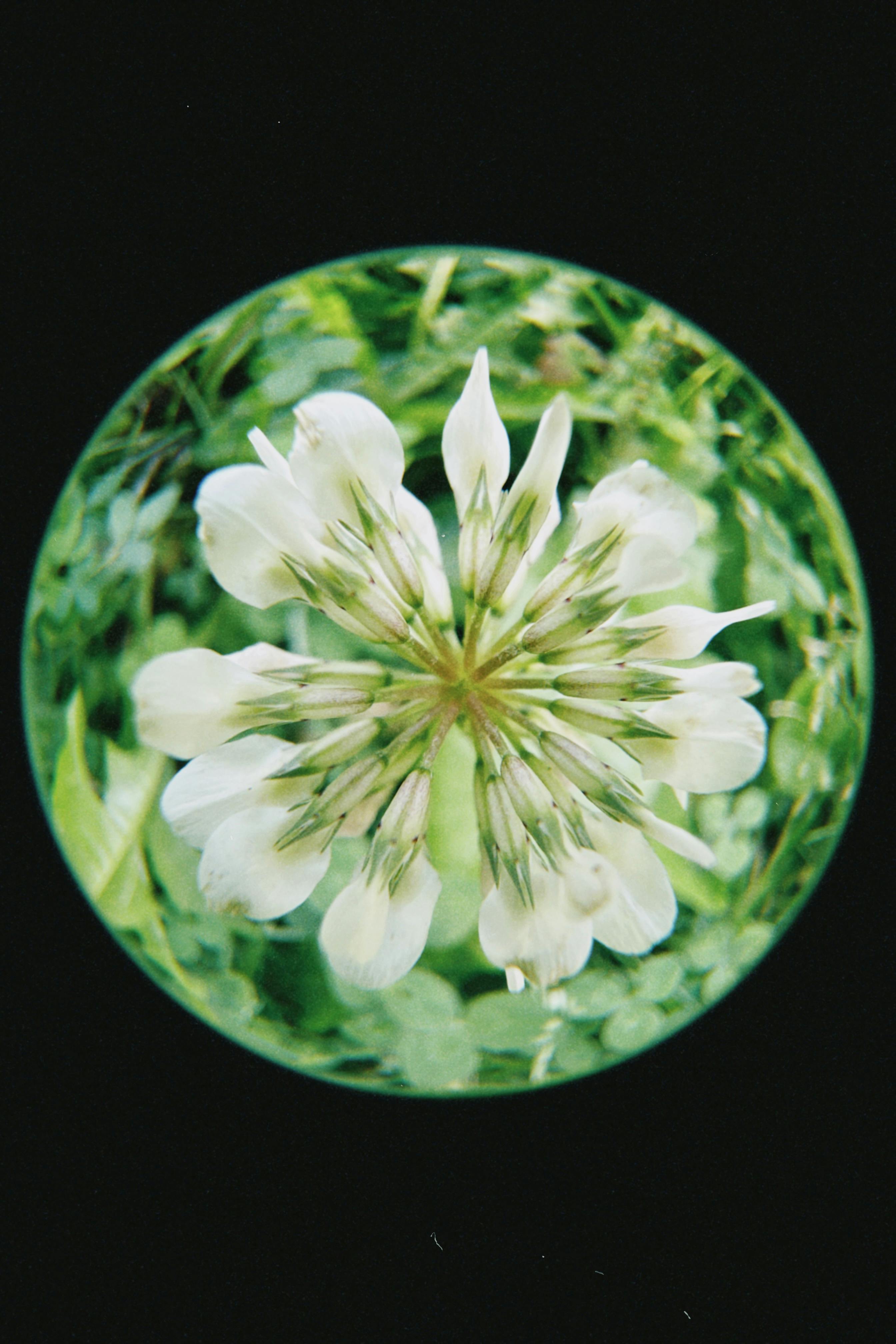A unique fish-eye perspective of a blooming white clover with vibrant green leaves in Poznań, Poland.