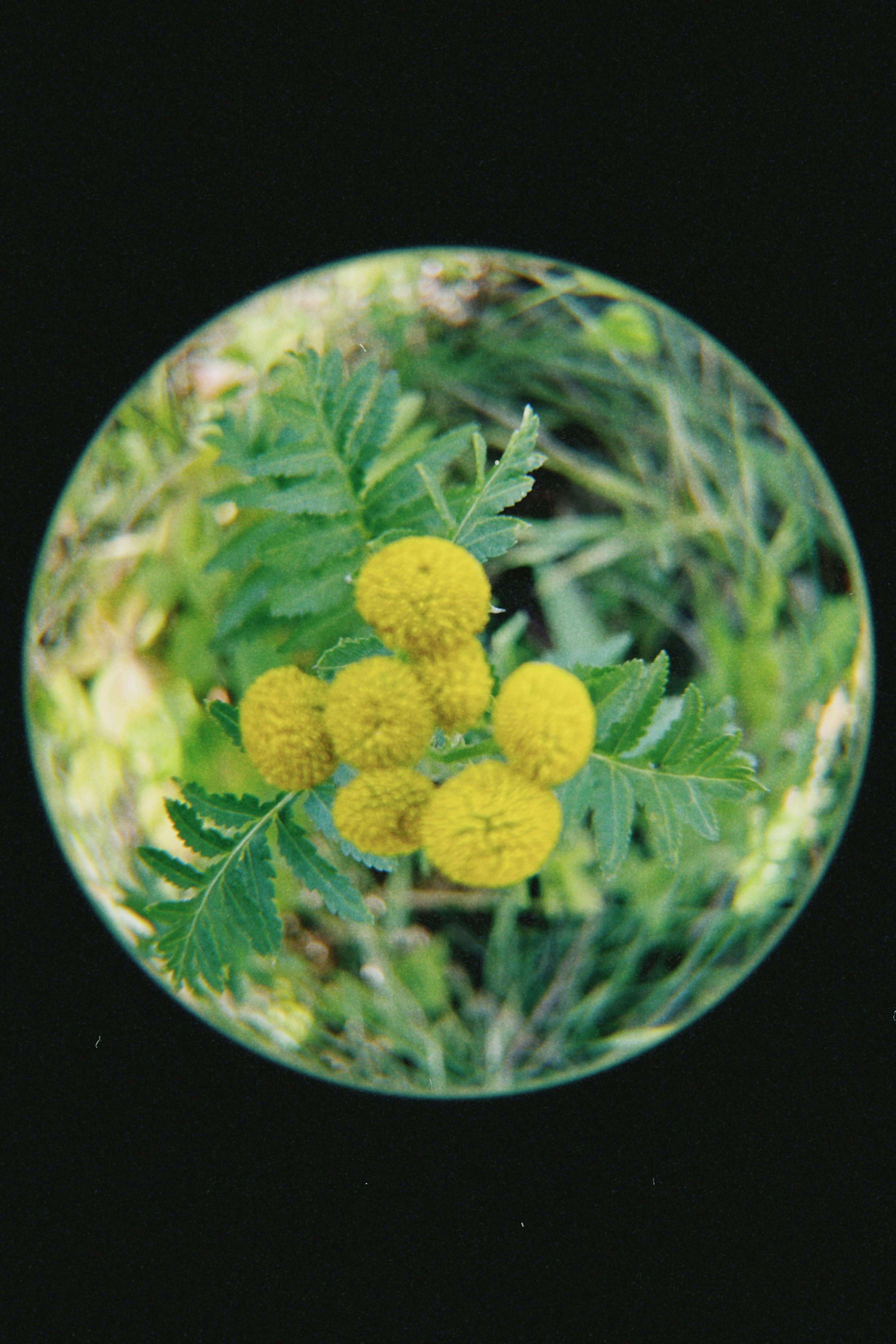 Close-up of vibrant yellow flowers and green leaves captured with a fisheye lens.