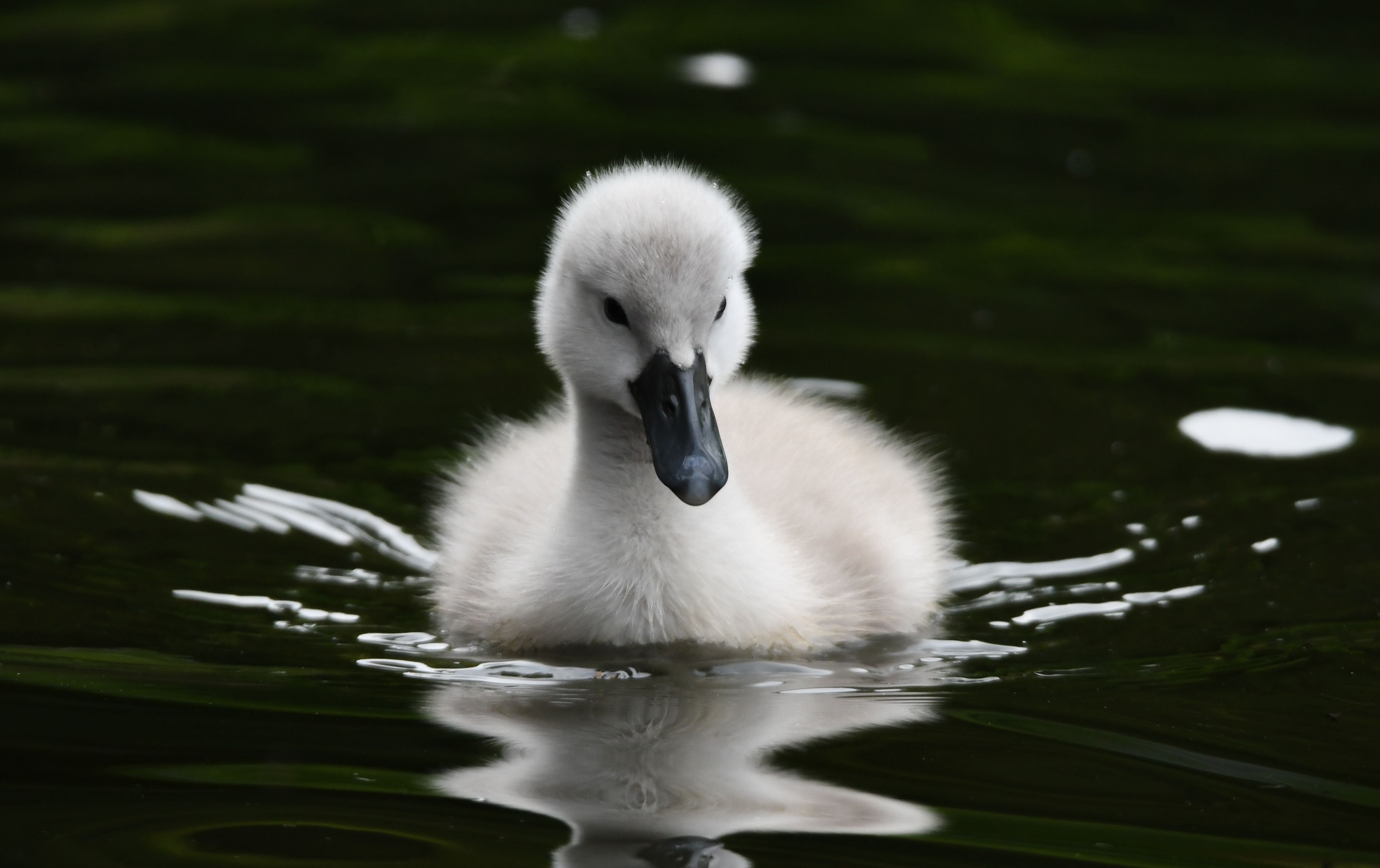Cygnet — Cygnet
